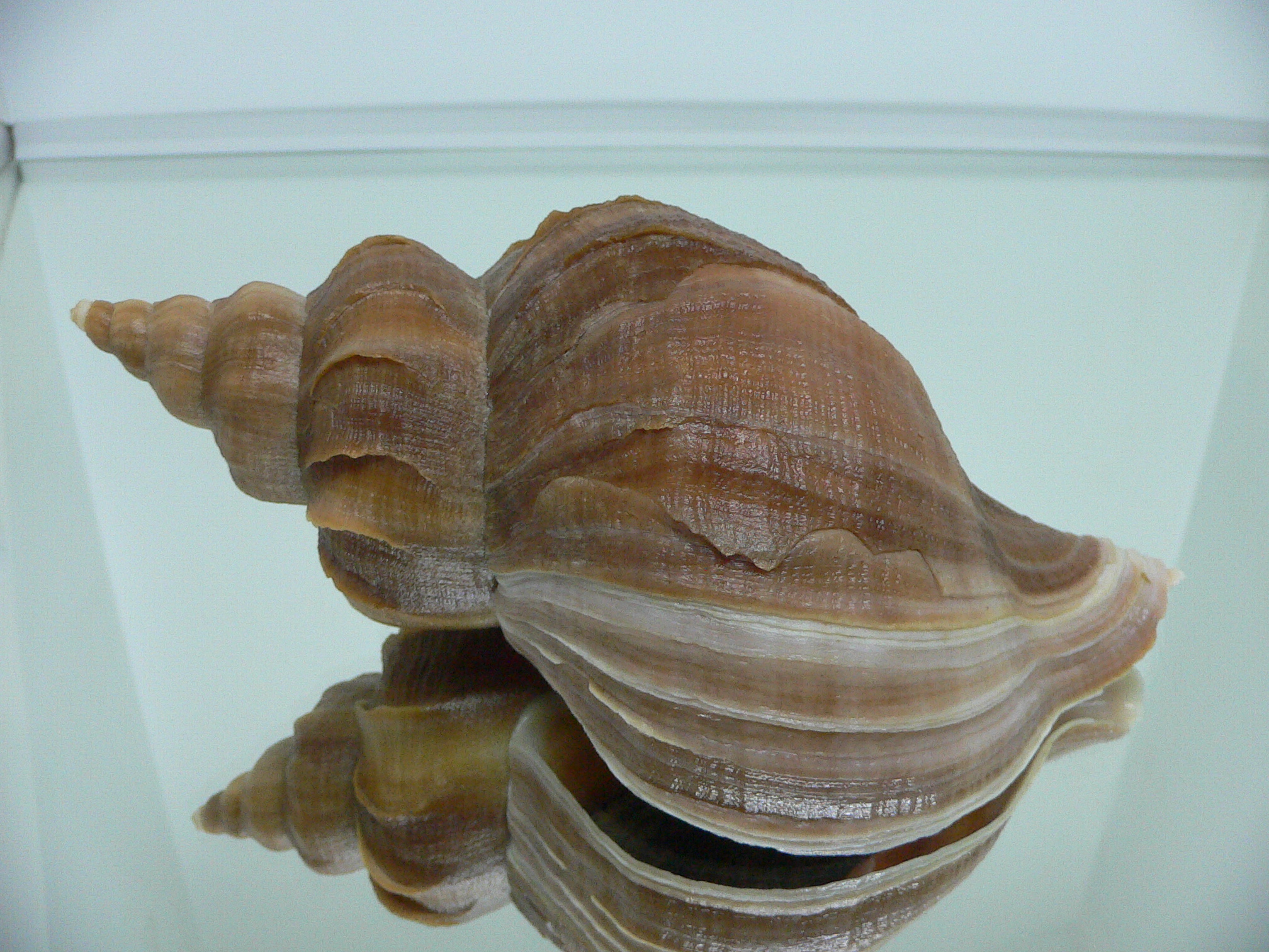 Neptunea constricta ELONGATE & LIGHT LIP