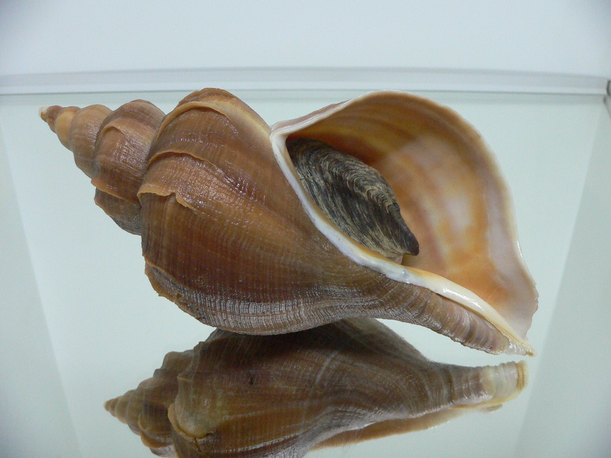 Neptunea constricta ELONGATE & LIGHT LIP