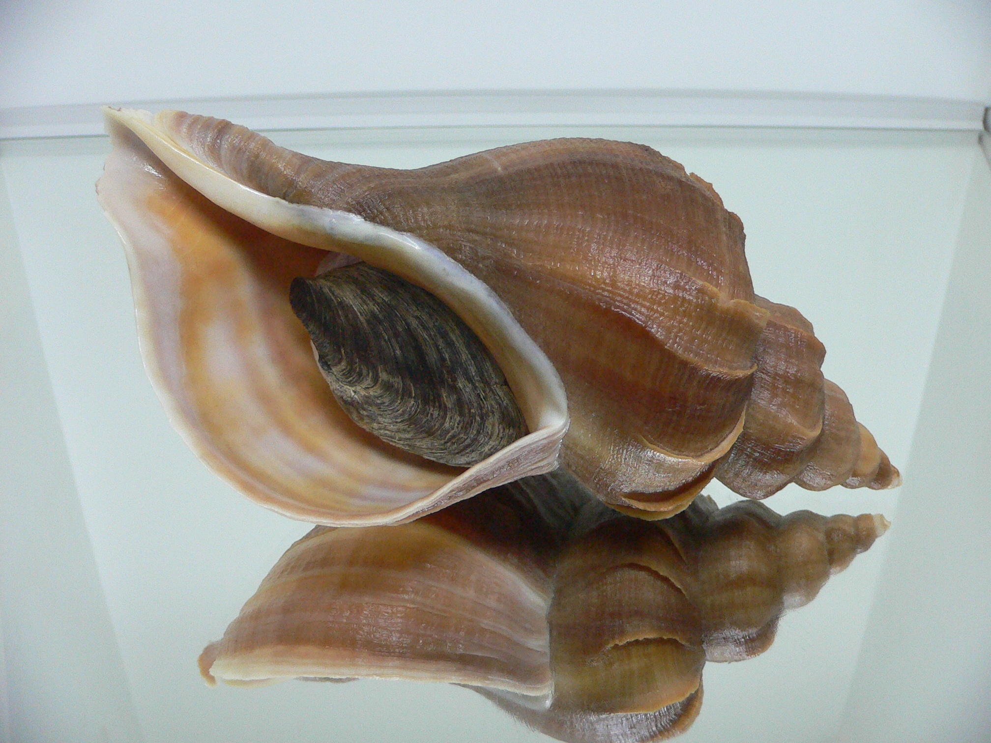 Neptunea constricta ELONGATE & LIGHT LIP