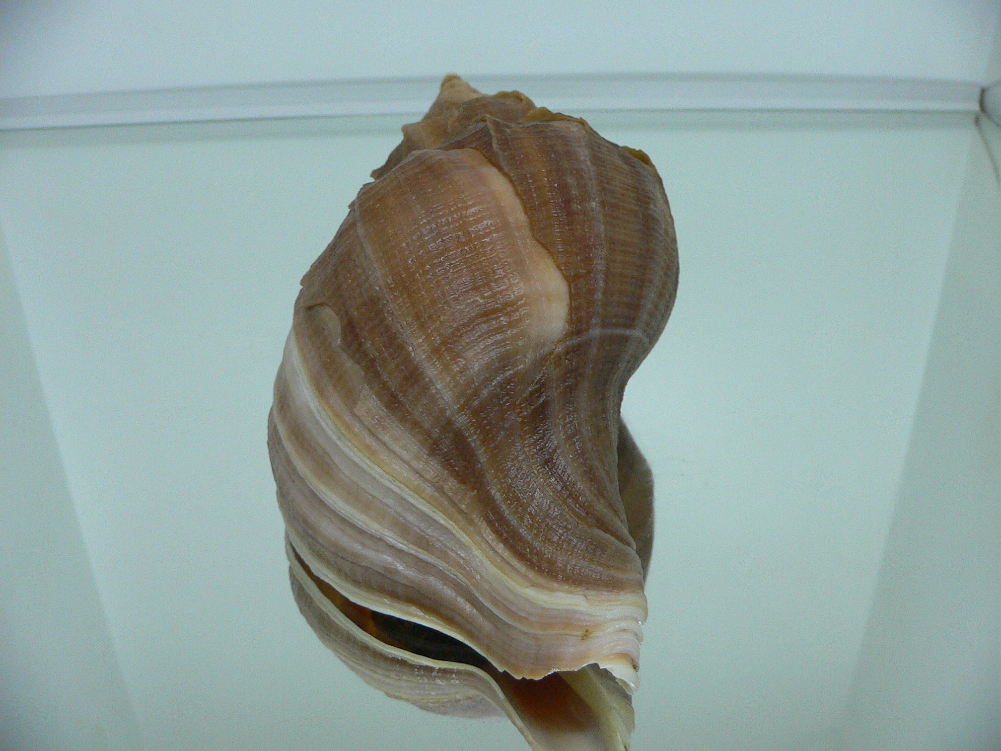 Neptunea constricta ELONGATE & LIGHT LIP