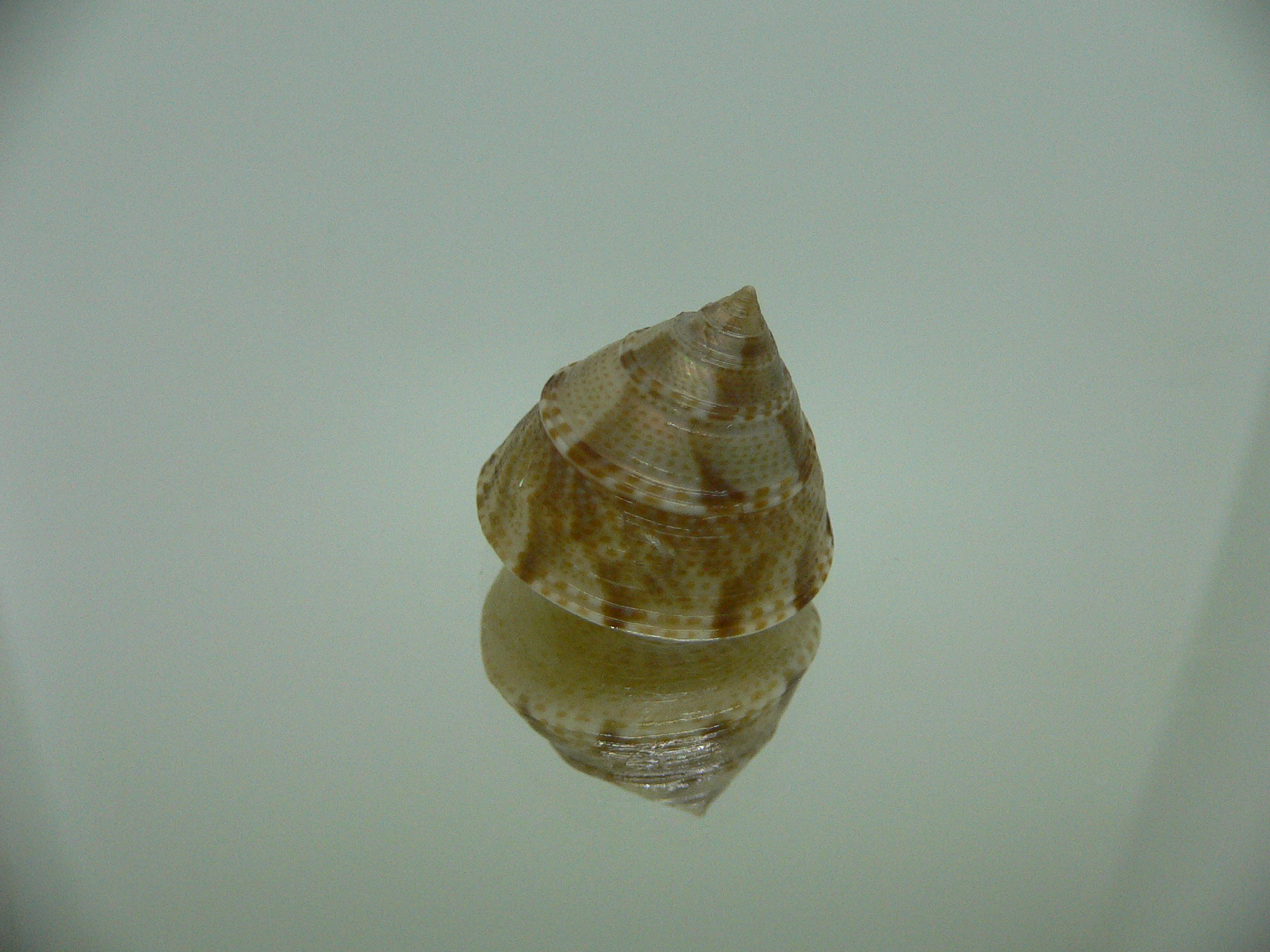 Calliostoma tranquebaricum COLOR & VERY BIG