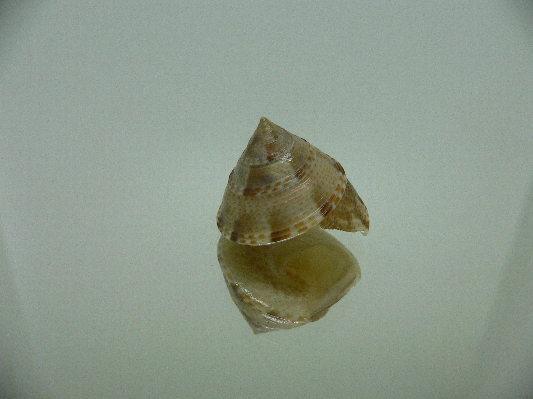 Calliostoma tranquebaricum COLOR & VERY BIG