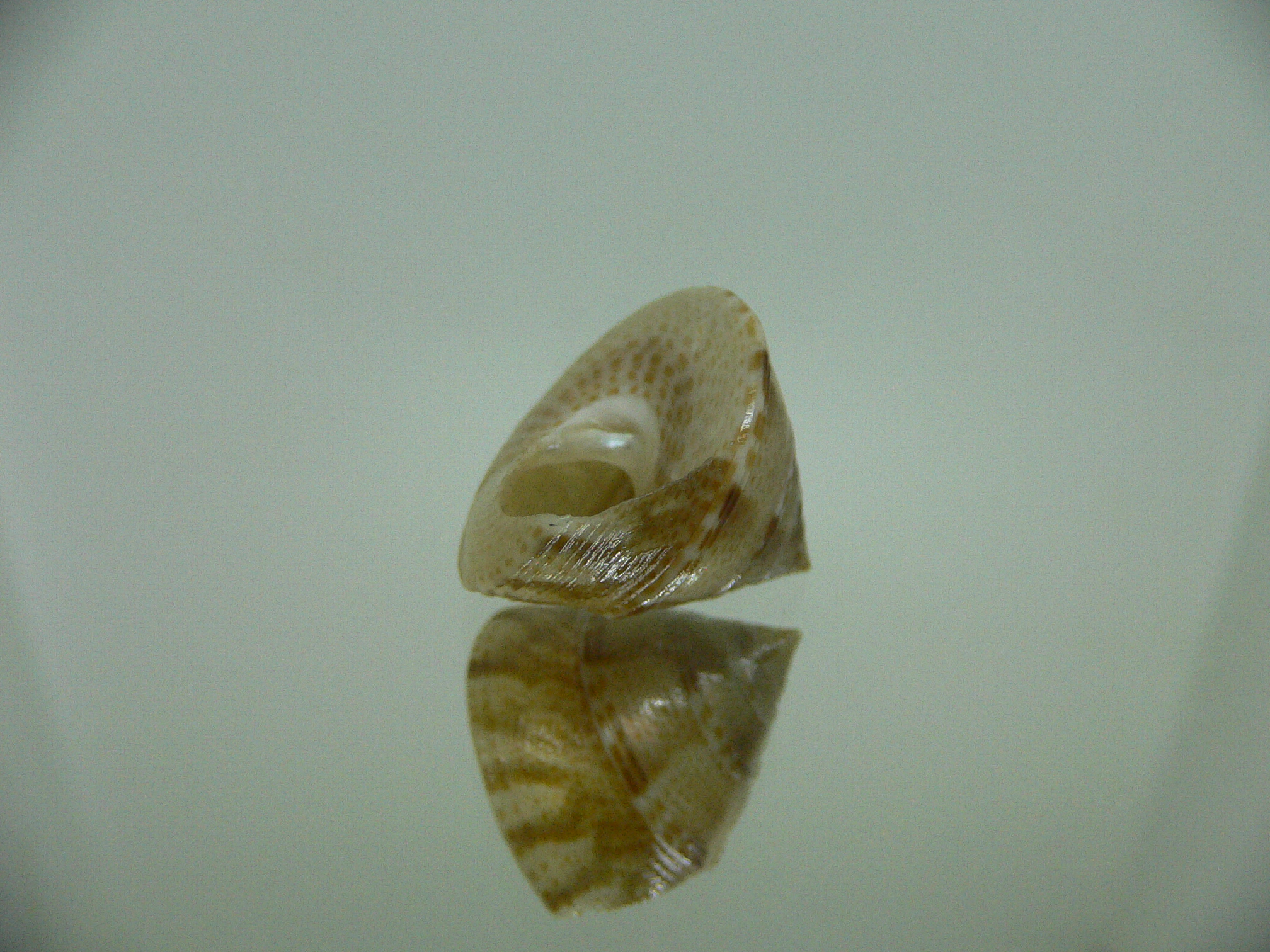 Calliostoma tranquebaricum COLOR & VERY BIG