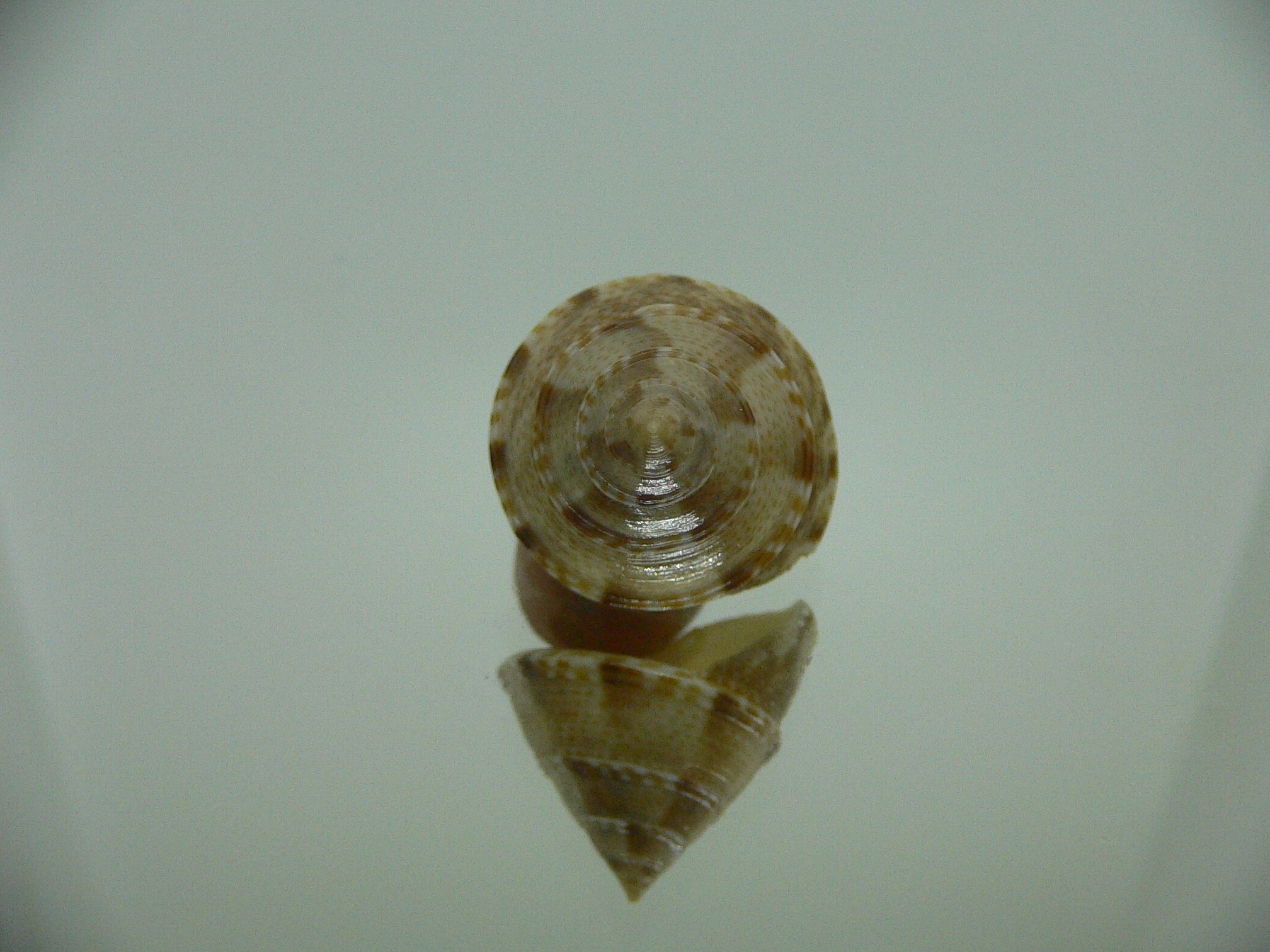 Calliostoma tranquebaricum COLOR & VERY BIG