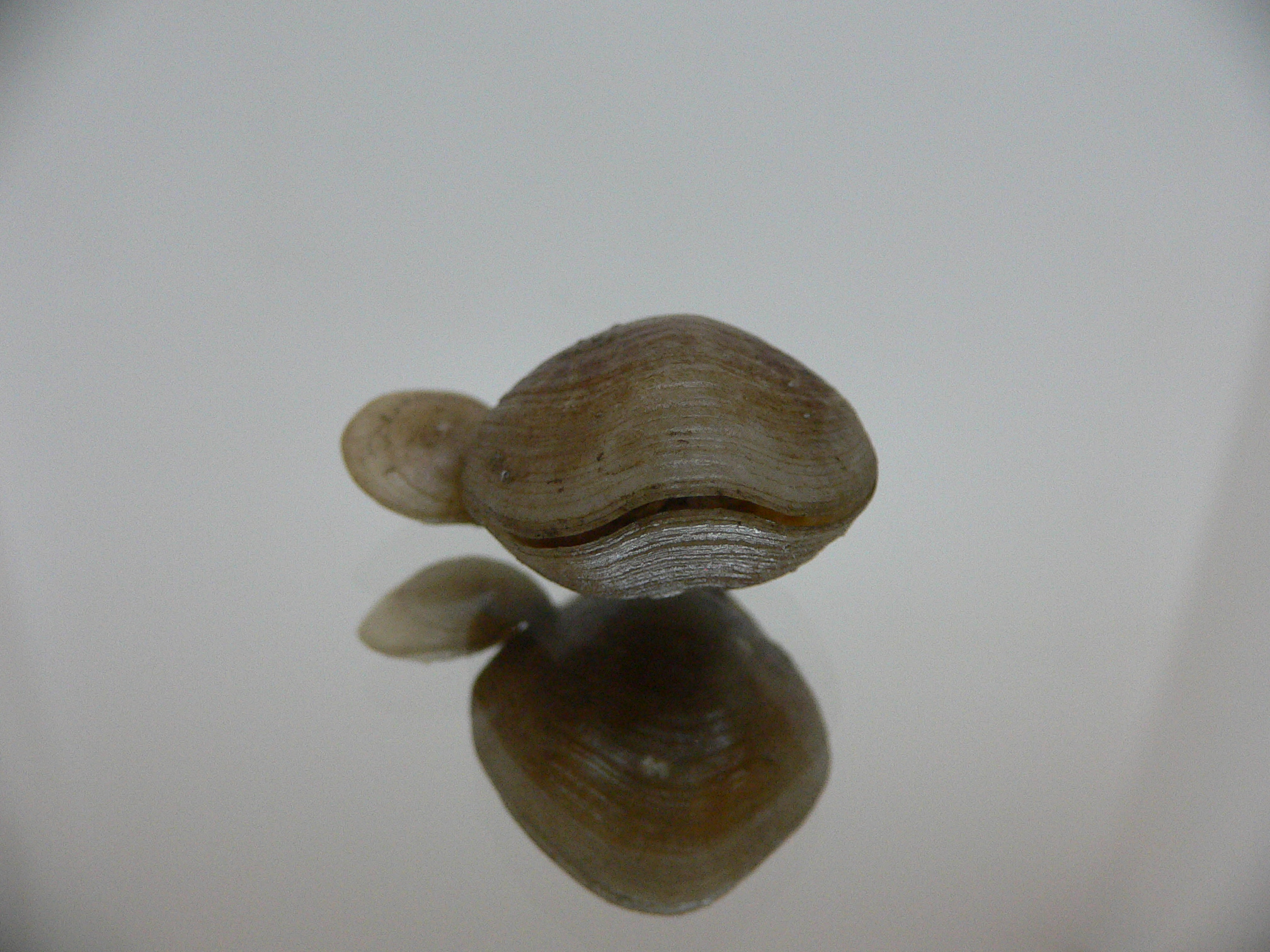 Campages Sp. RARE & DOUBLE