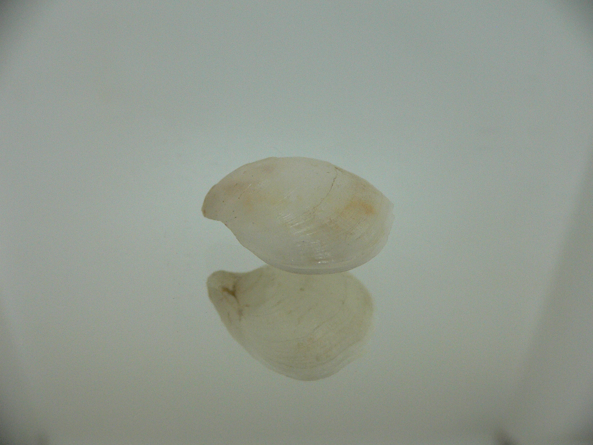 Campages Sp. RARE & DOUBLE