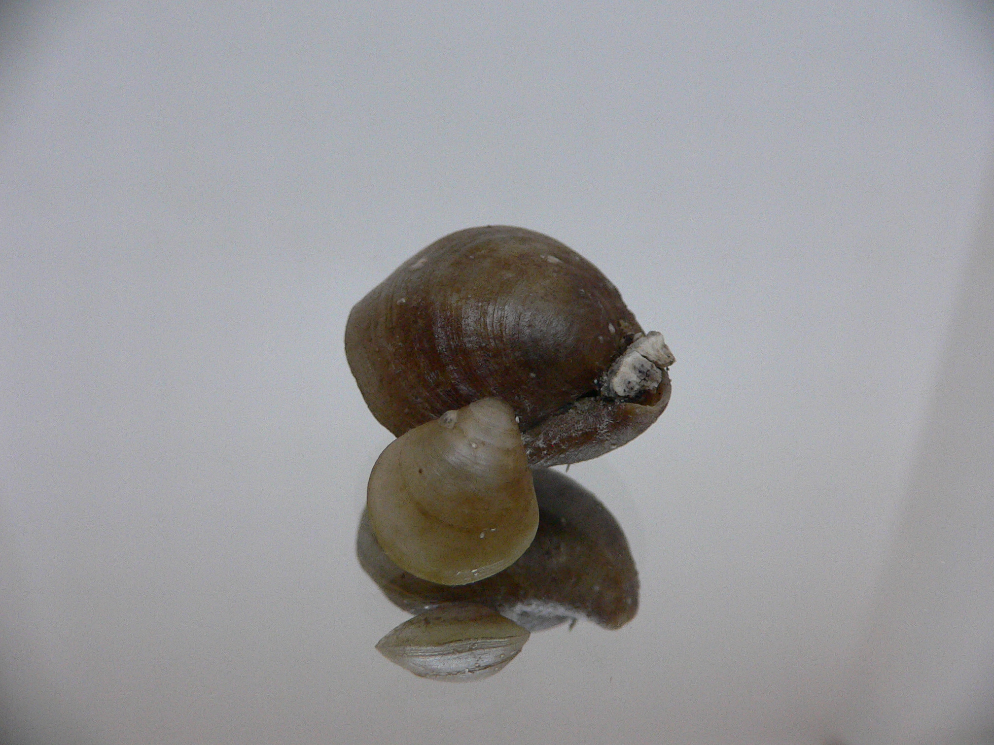 Campages Sp. RARE & DOUBLE