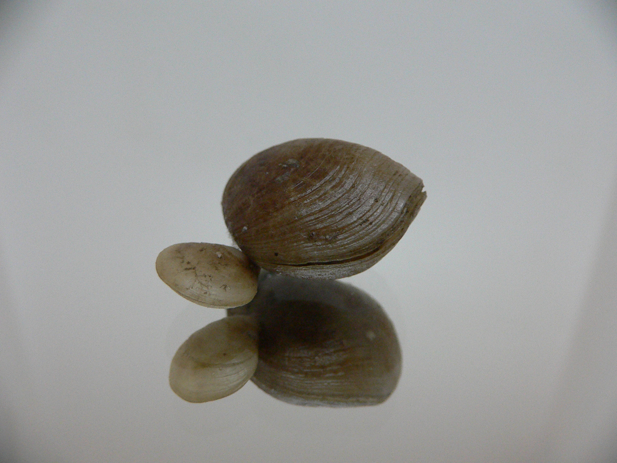 Campages Sp. RARE & DOUBLE