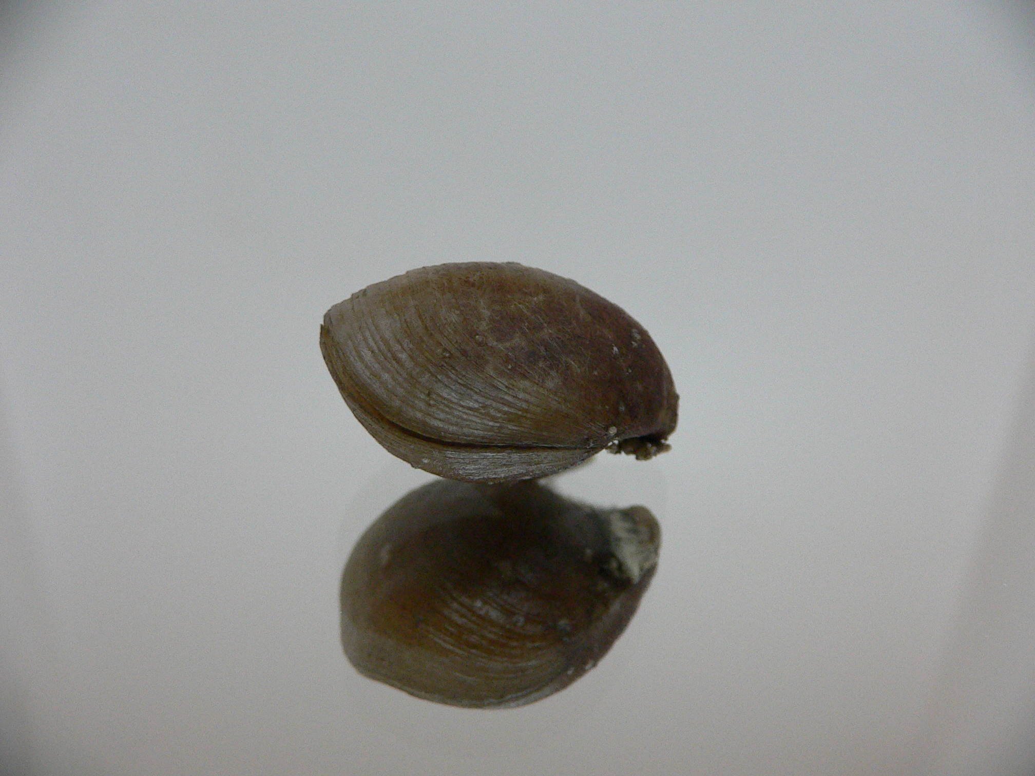 Campages Sp. RARE & DOUBLE