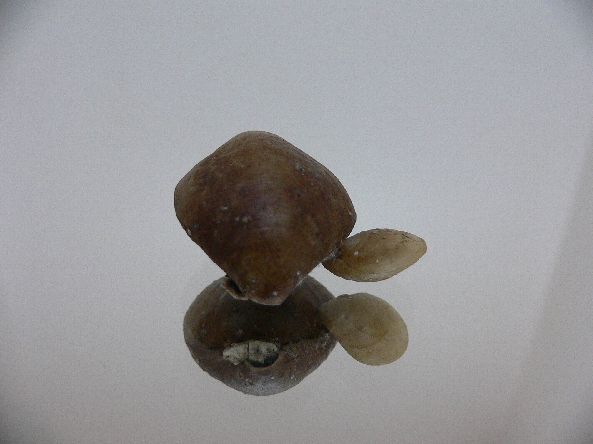 Campages Sp. RARE & DOUBLE