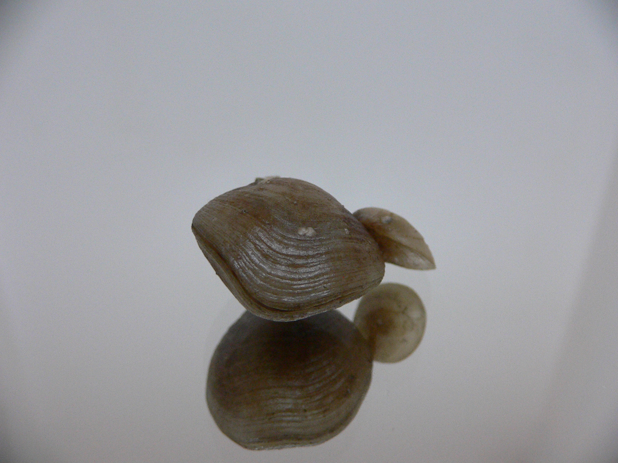 Campages Sp. RARE & DOUBLE