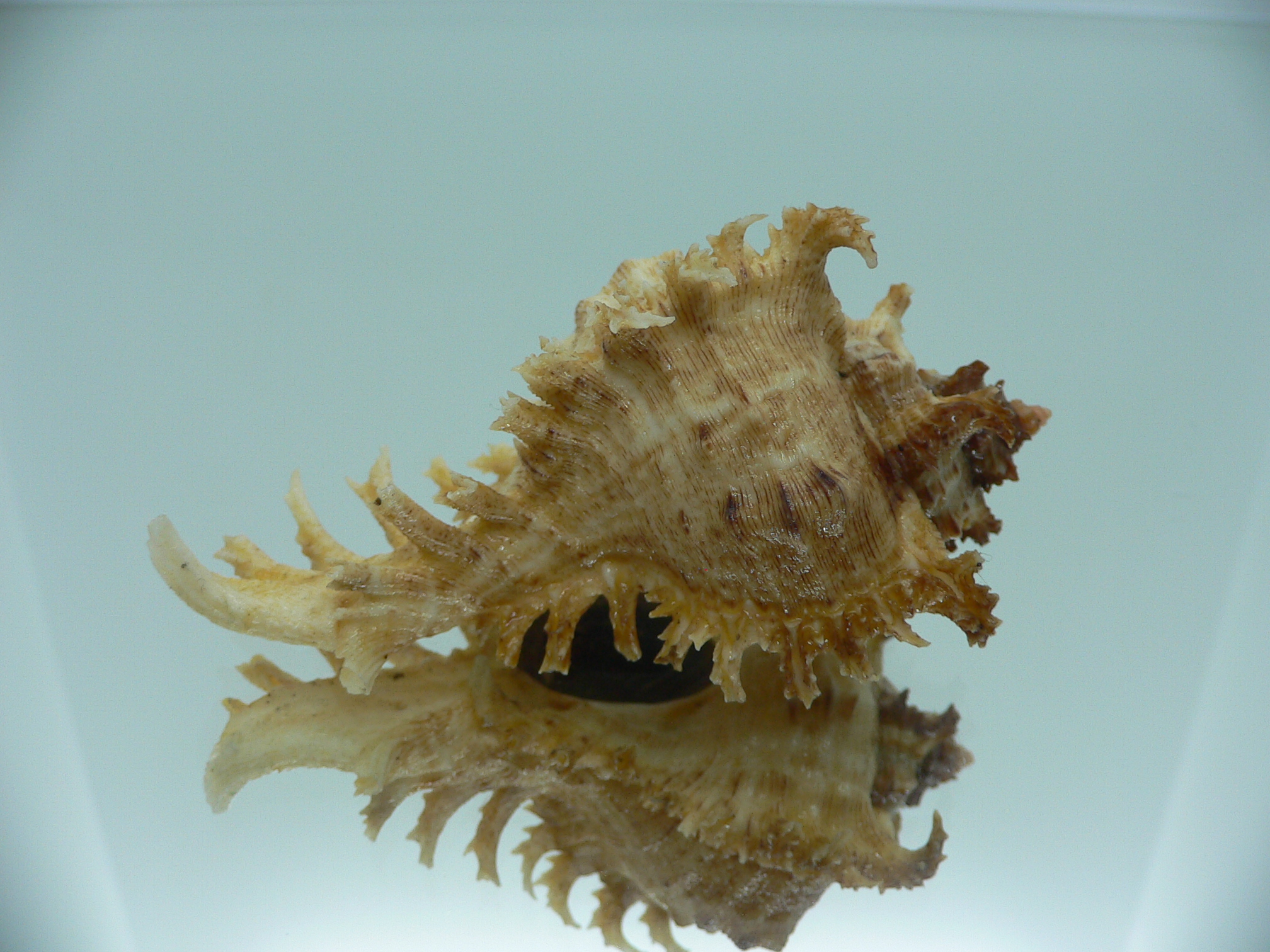 Chicoreus ramosus BICOLOR DWARF