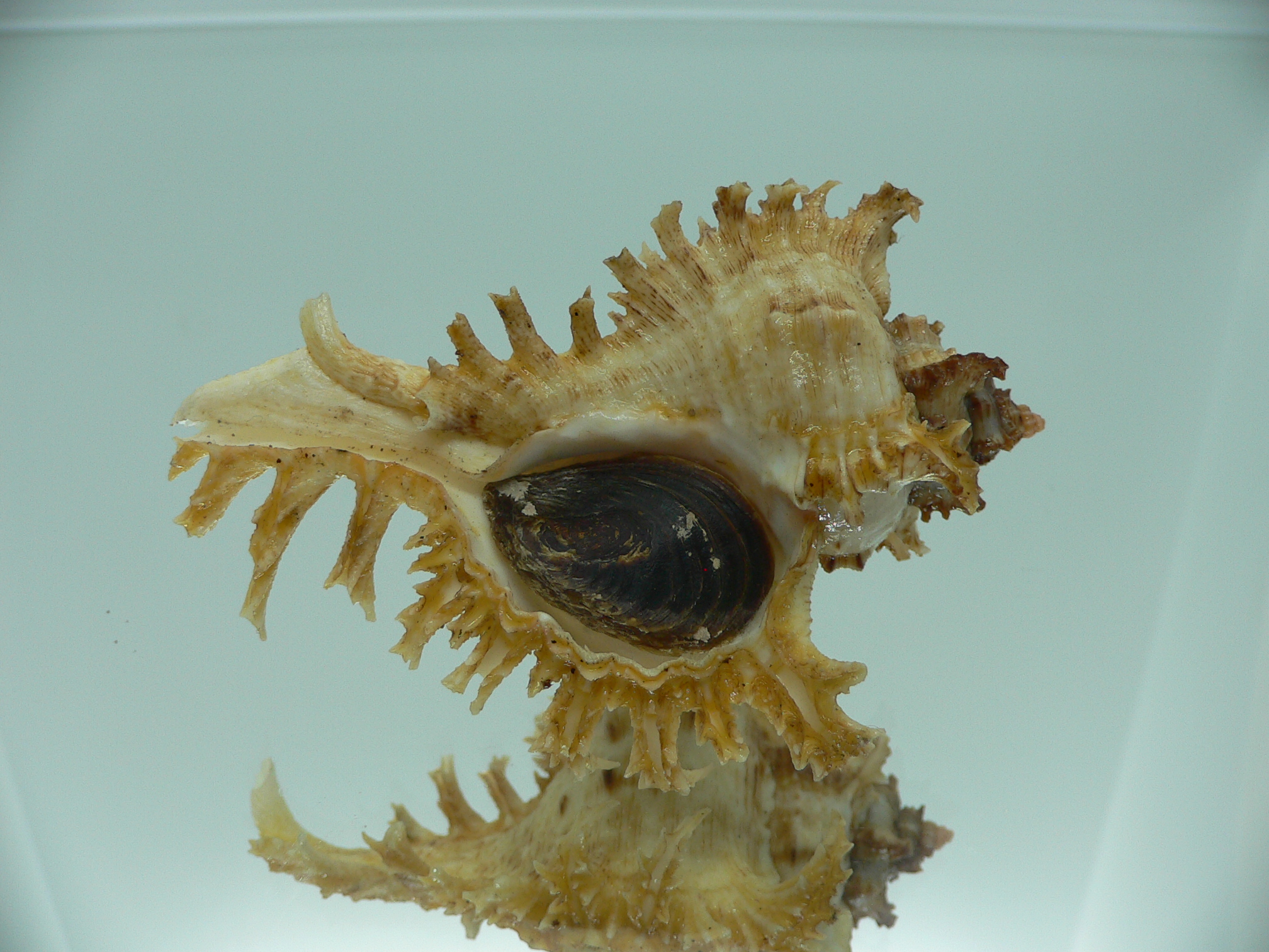 Chicoreus ramosus BICOLOR DWARF