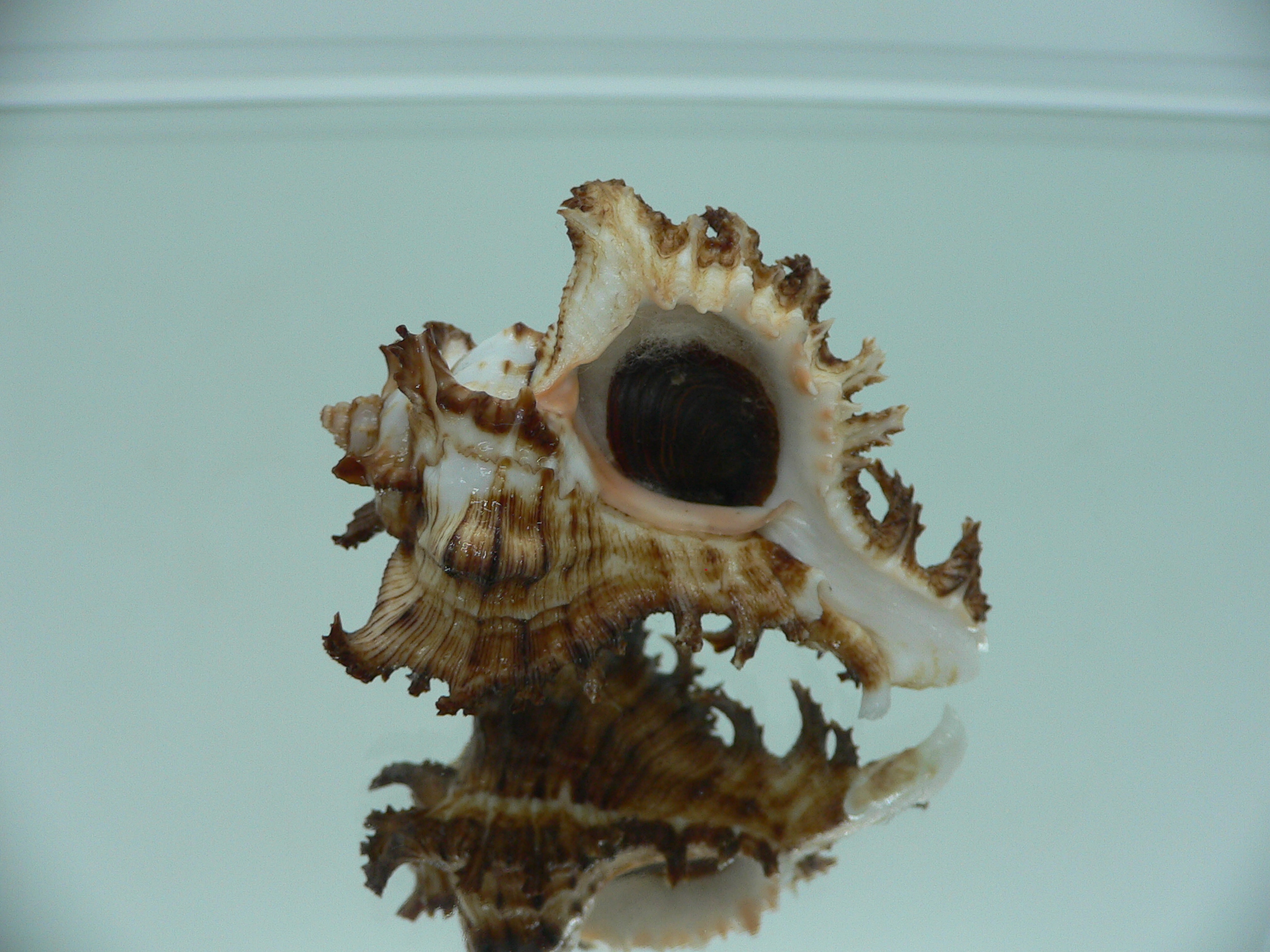 Chicoreus ramosus DWARF