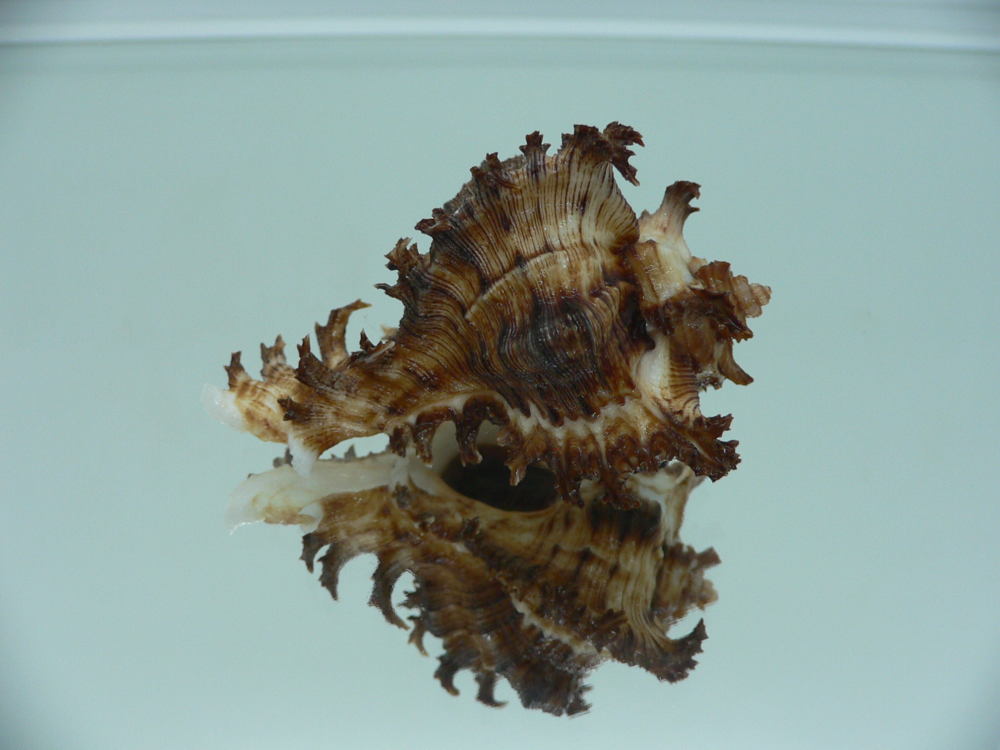 Chicoreus ramosus DWARF