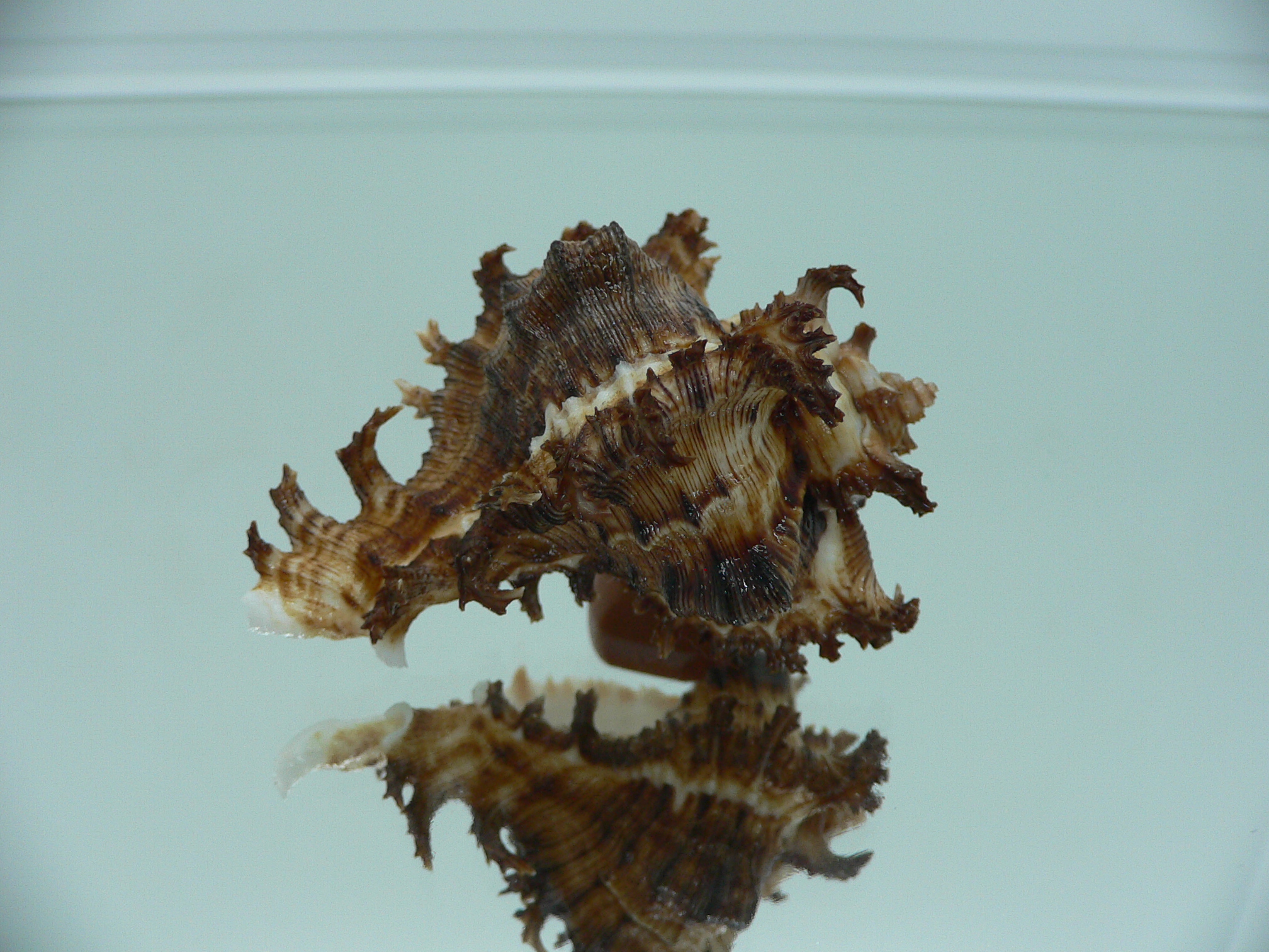 Chicoreus ramosus DWARF