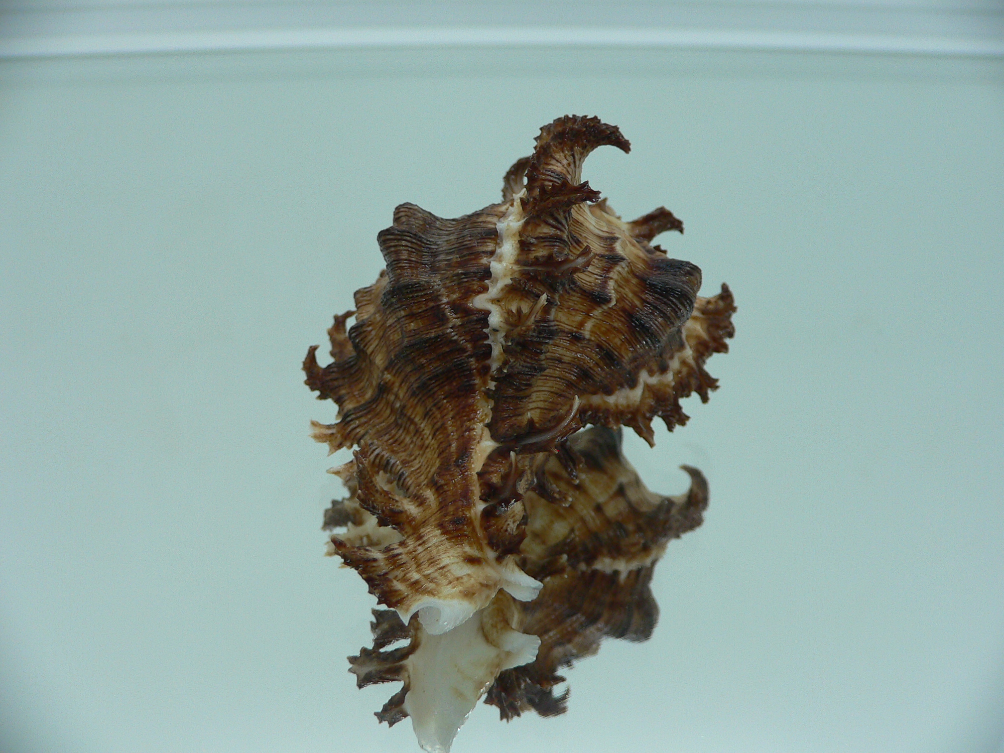 Chicoreus ramosus DWARF