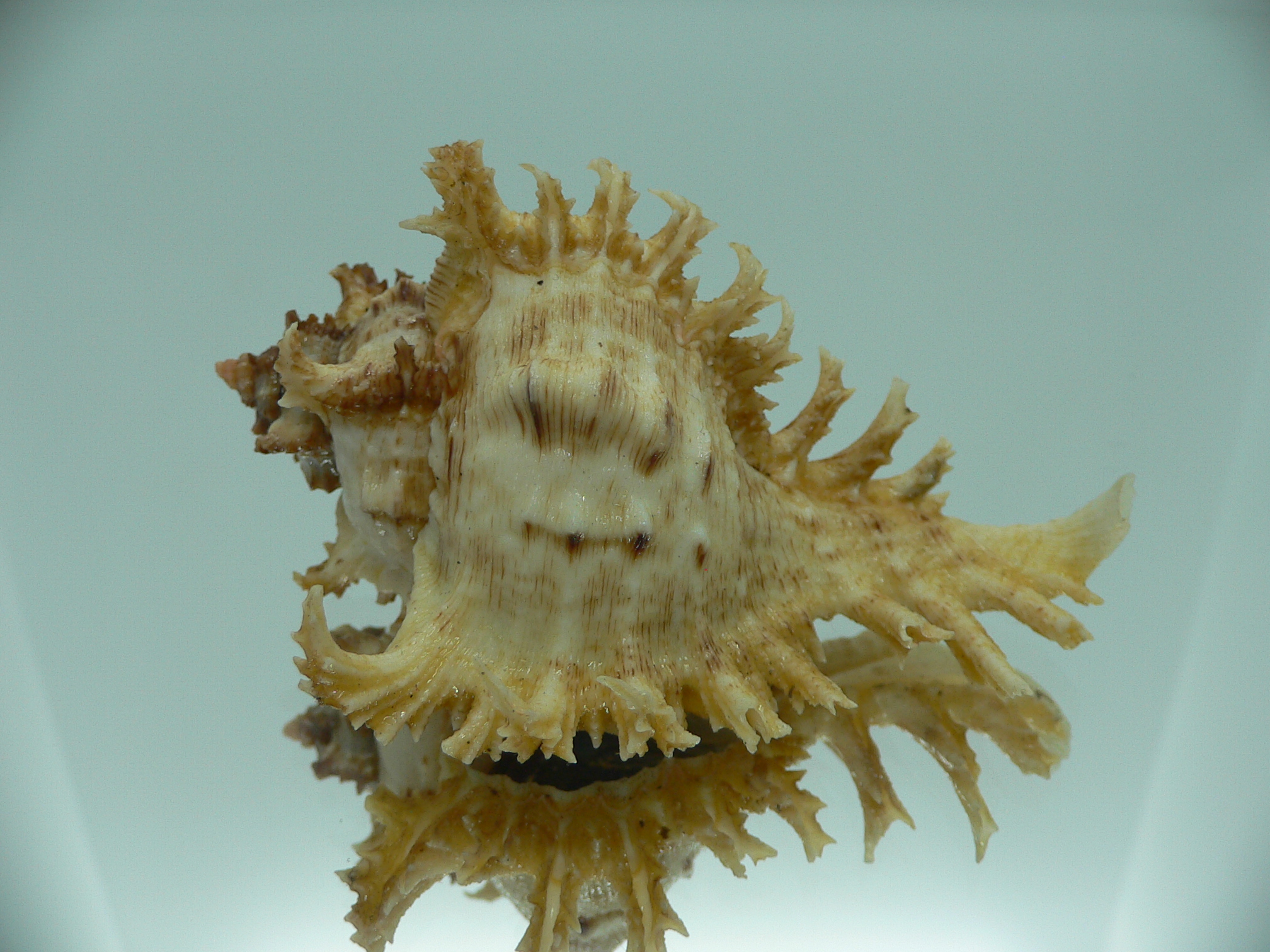 Chicoreus ramosus BICOLOR DWARF