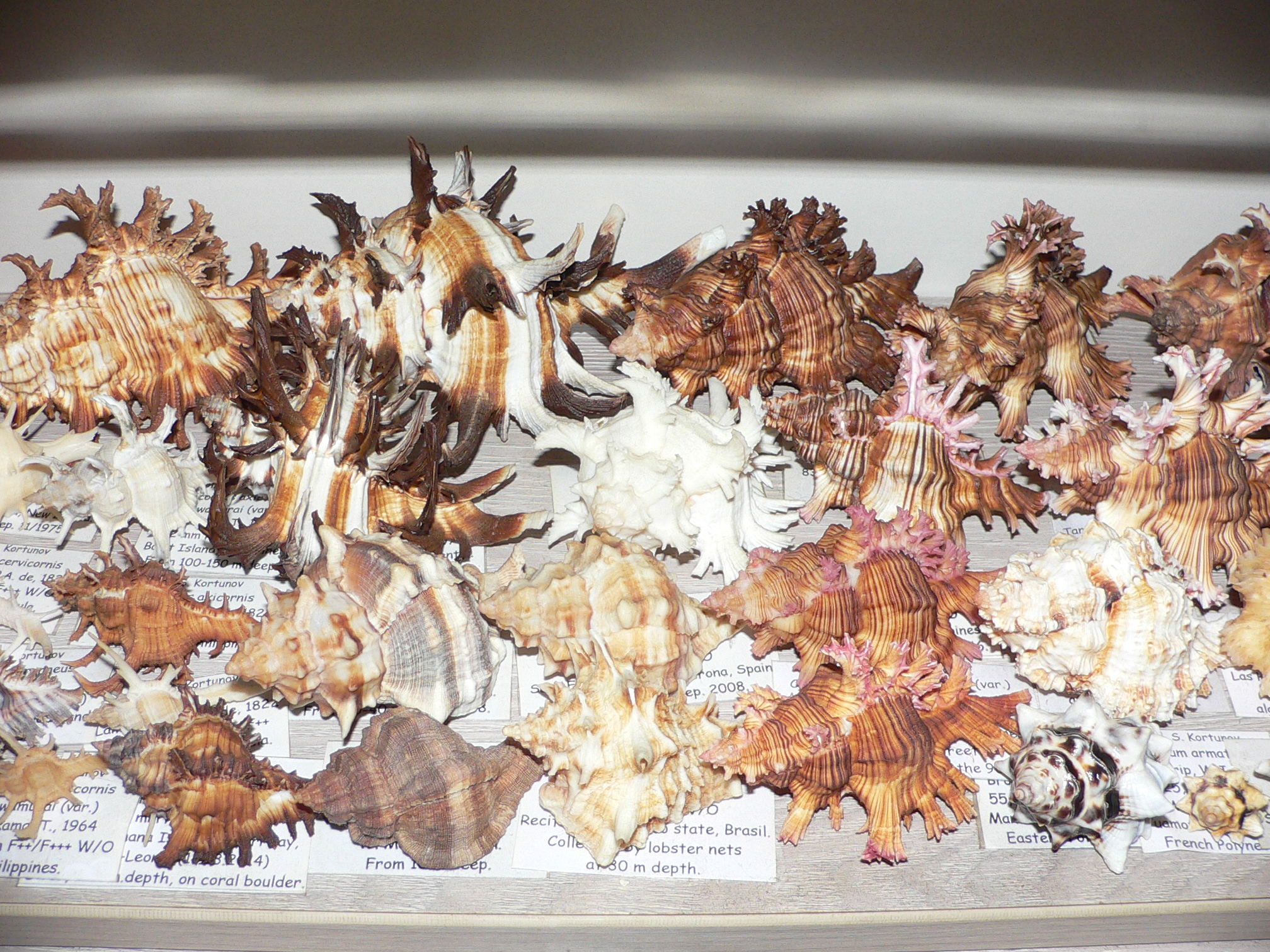 Chicoreus ramosus BICOLOR DWARF