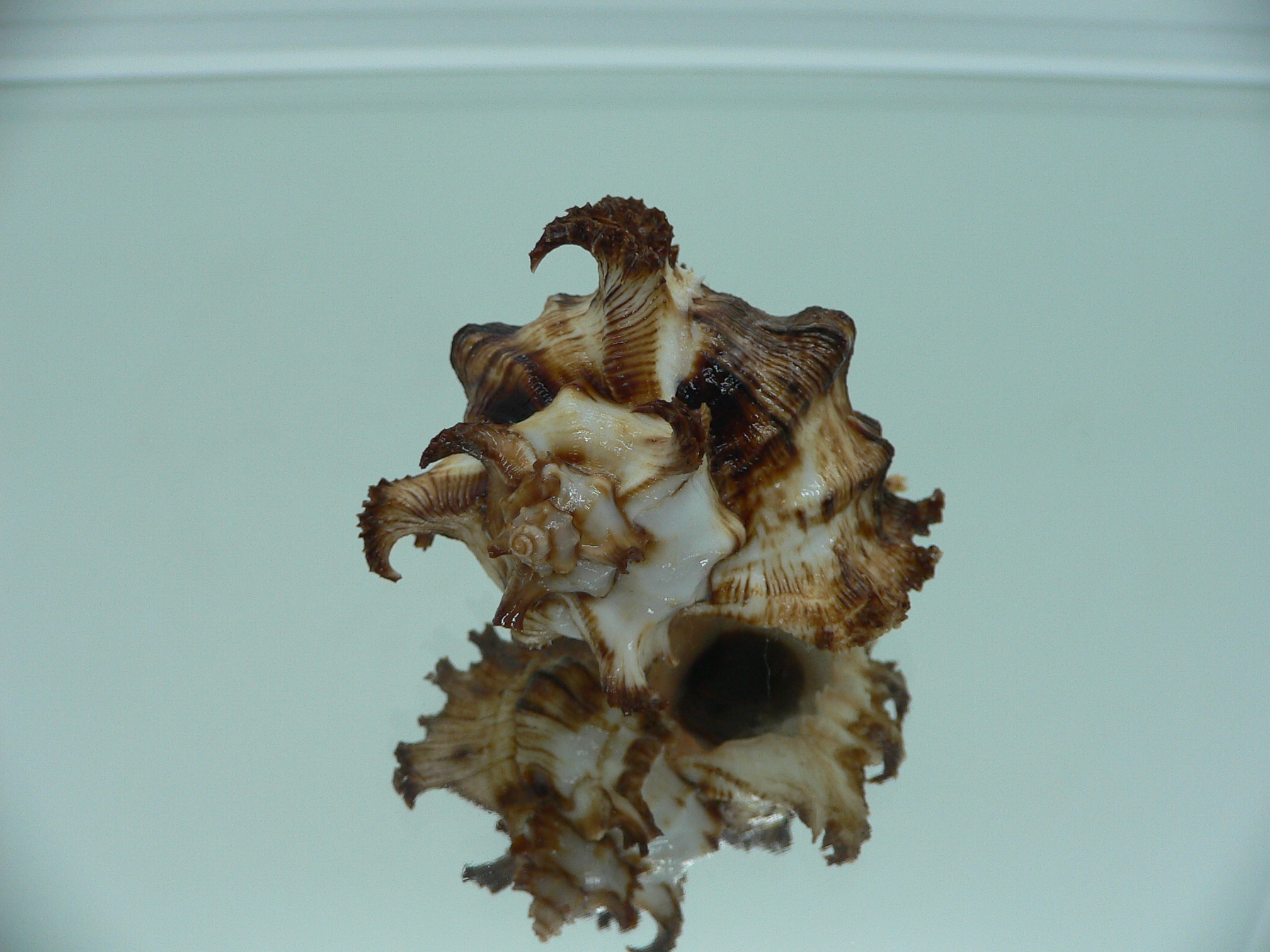 Chicoreus ramosus DWARF