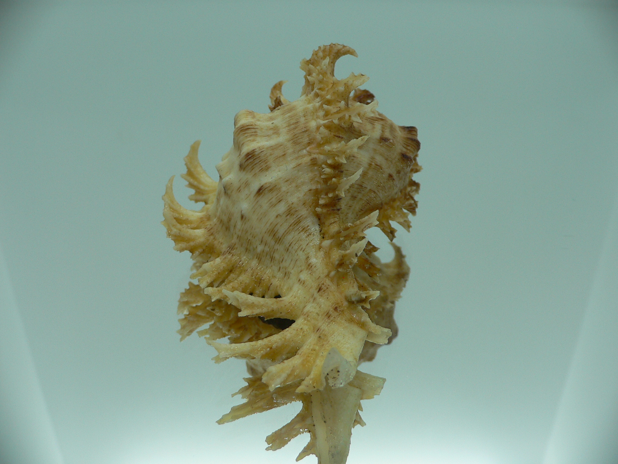 Chicoreus ramosus BICOLOR DWARF