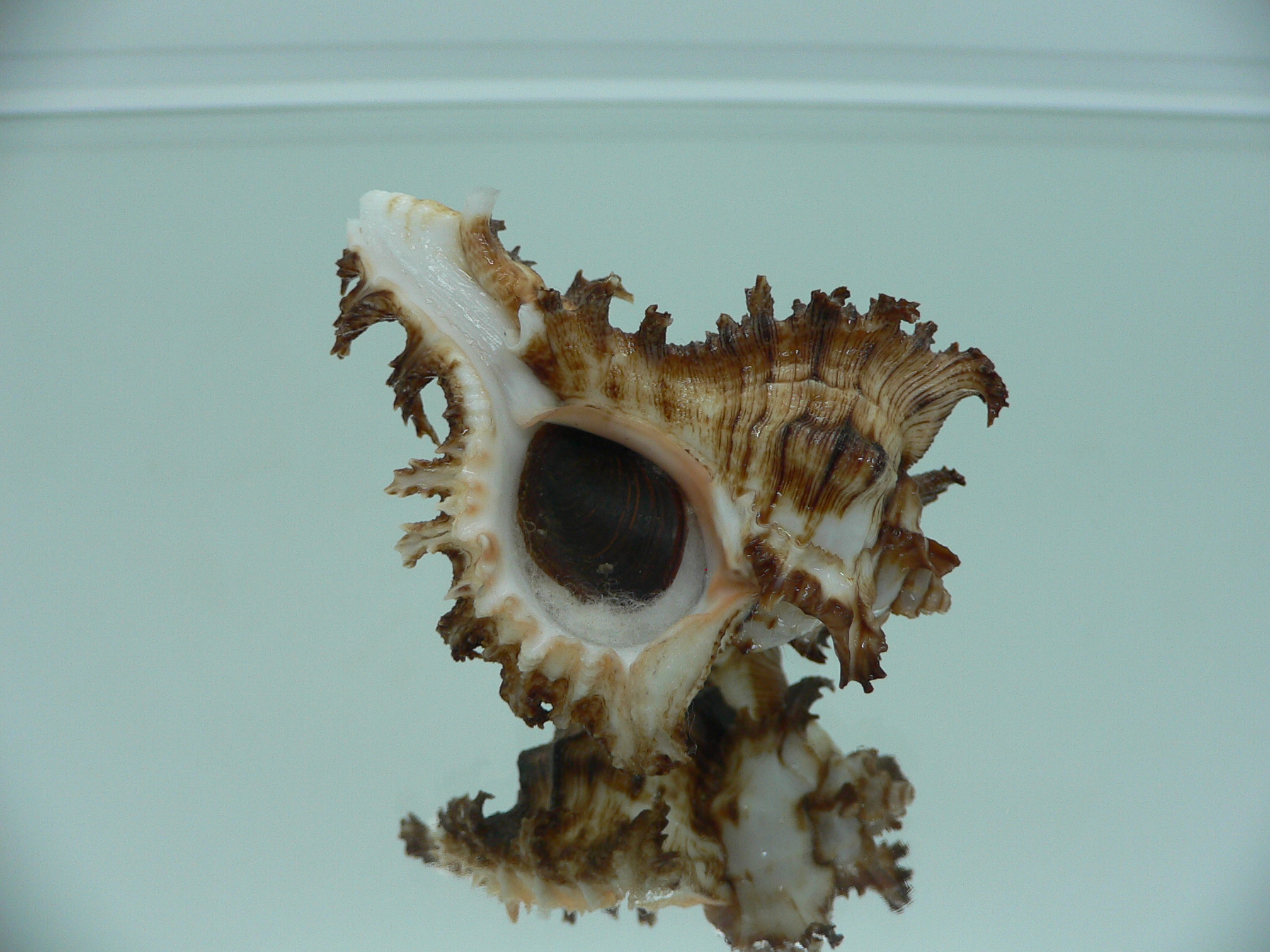 Chicoreus ramosus DWARF