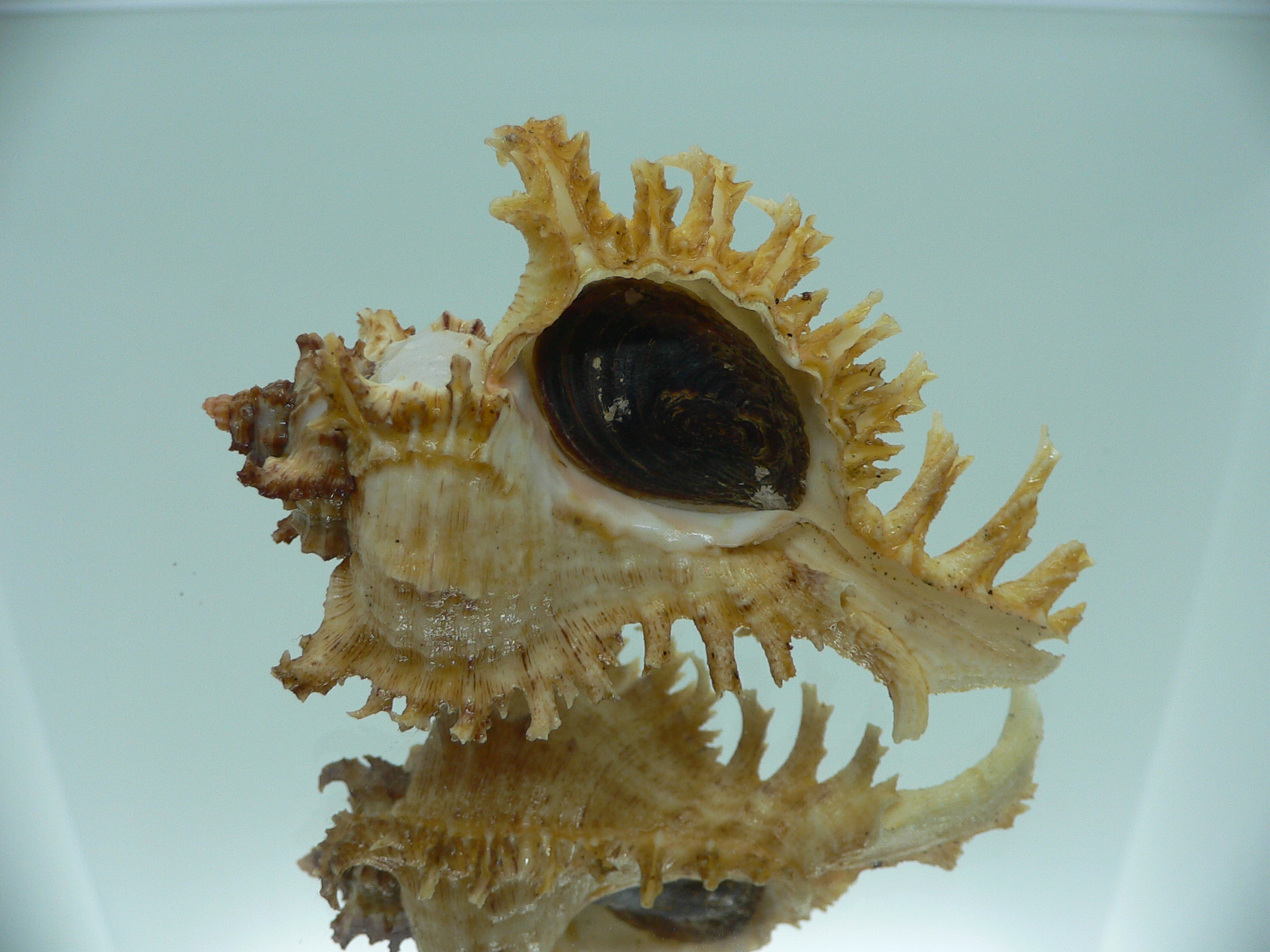 Chicoreus ramosus BICOLOR DWARF