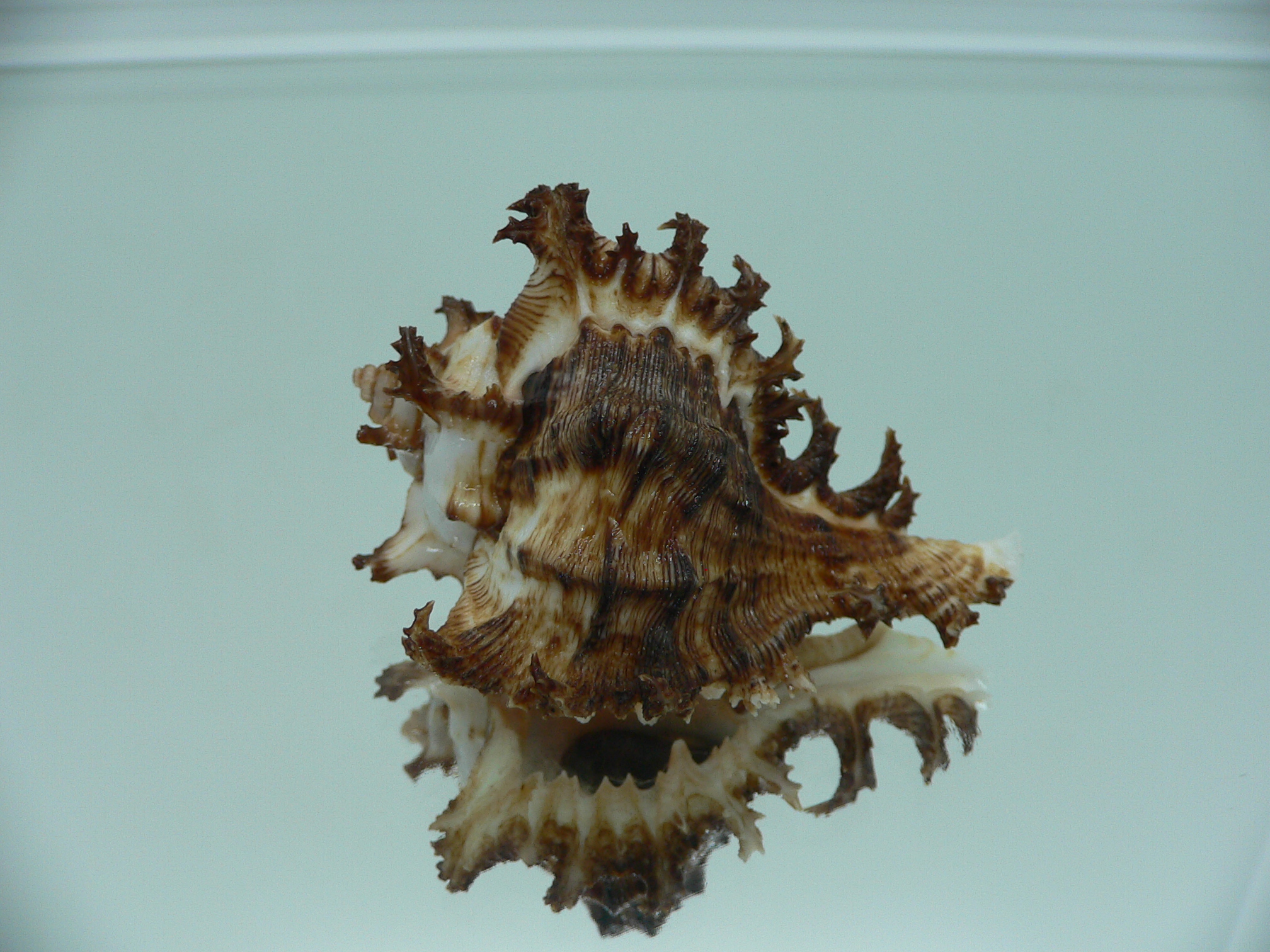 Chicoreus ramosus DWARF