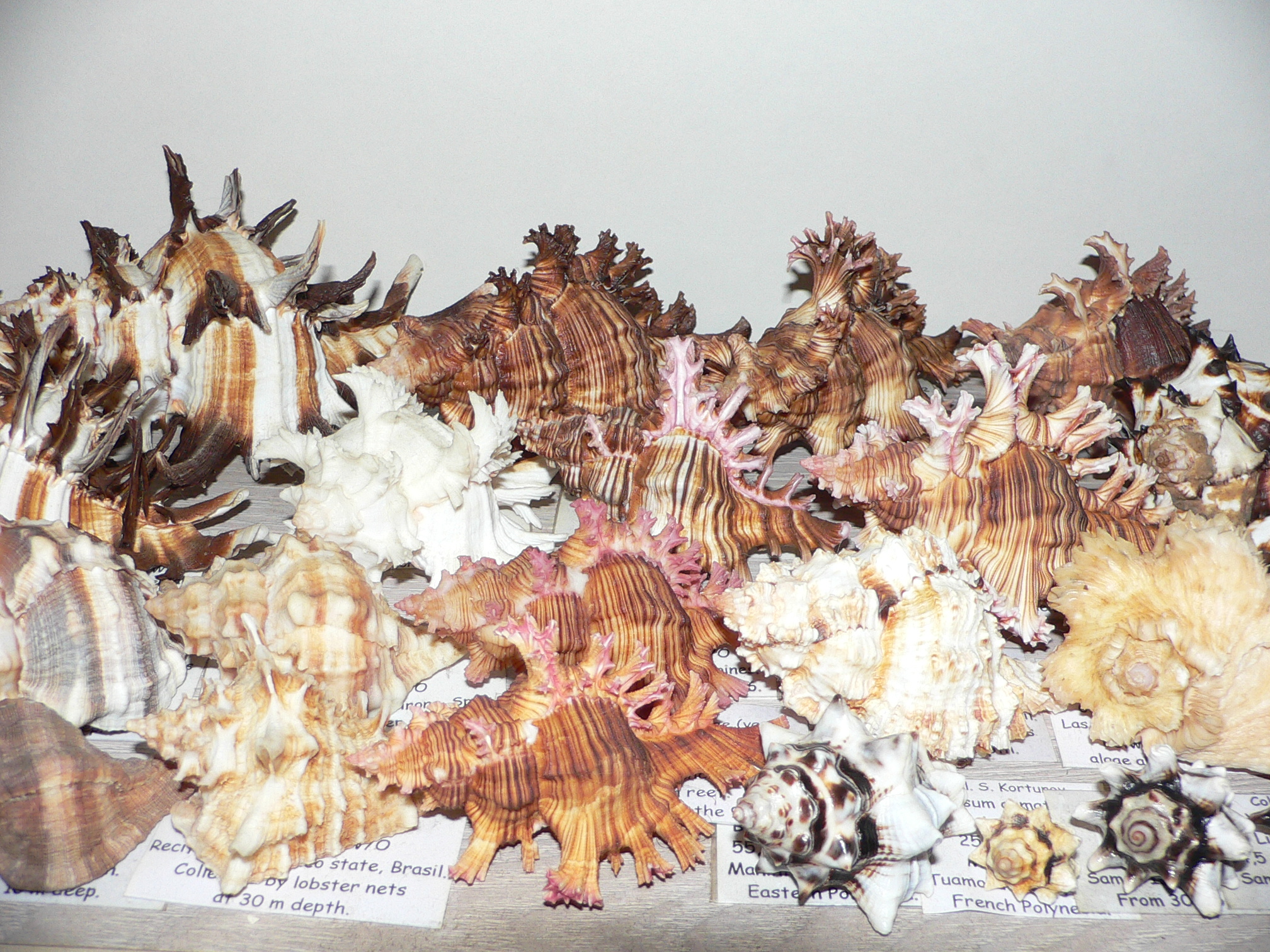 Chicoreus ramosus DWARF