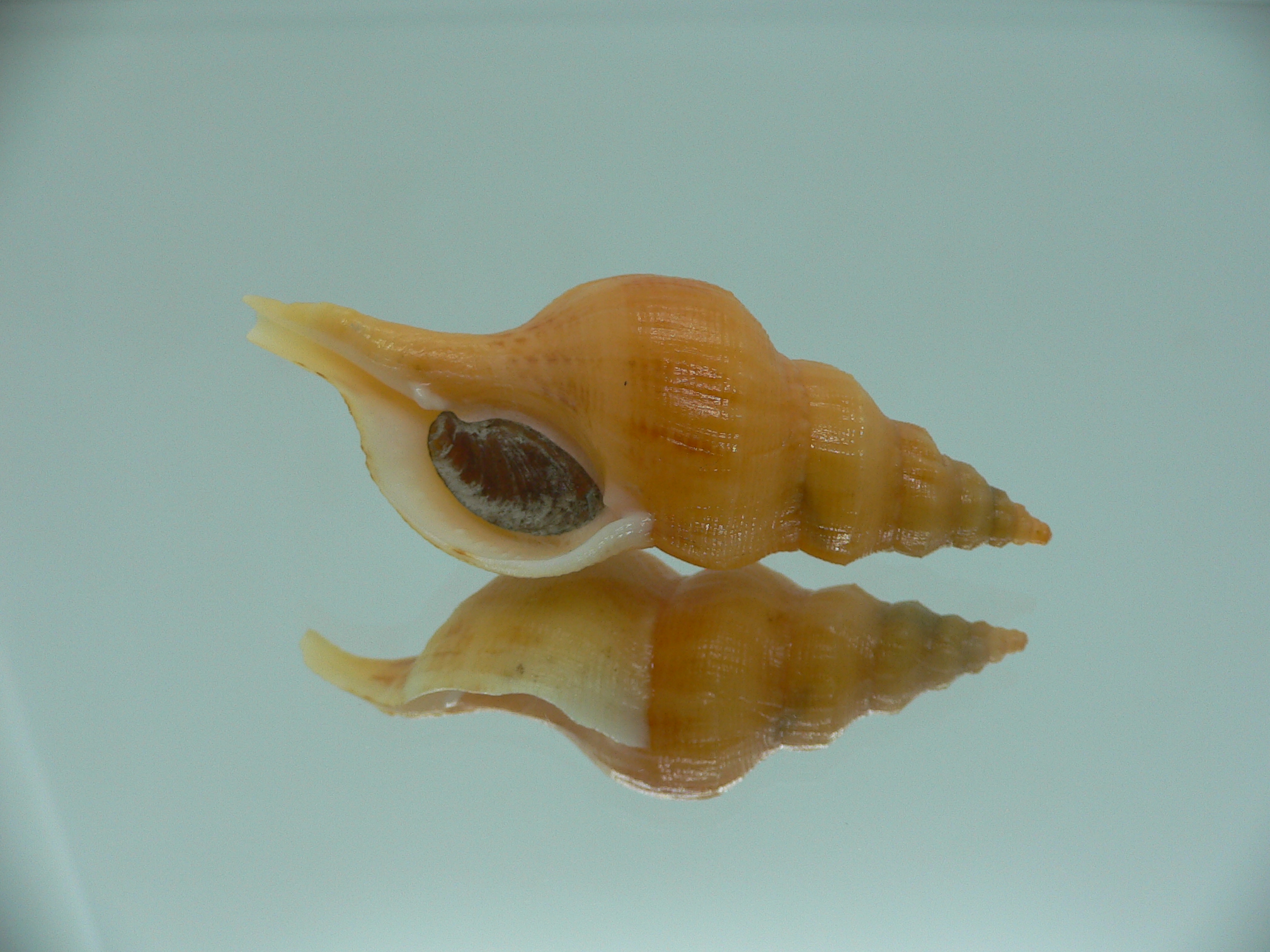 Siphonofusus lubricus ORANGE
