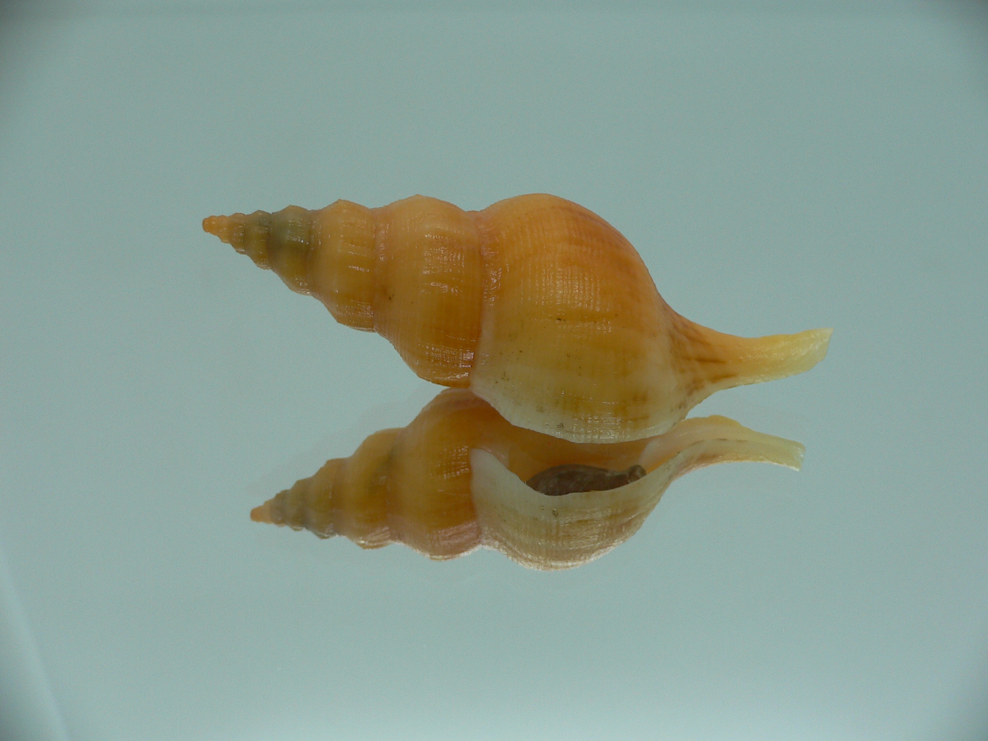 Siphonofusus lubricus ORANGE