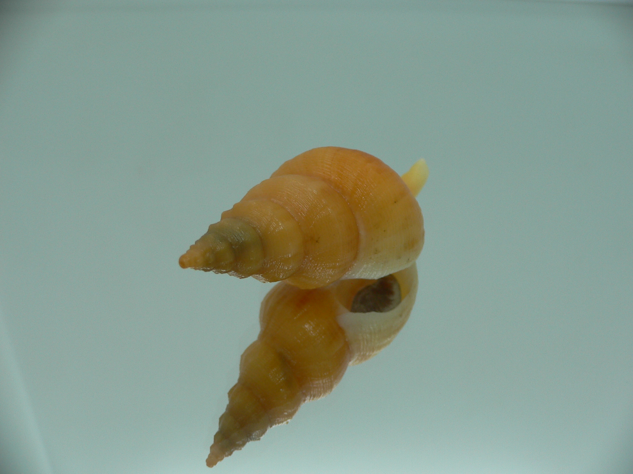 Siphonofusus lubricus ORANGE