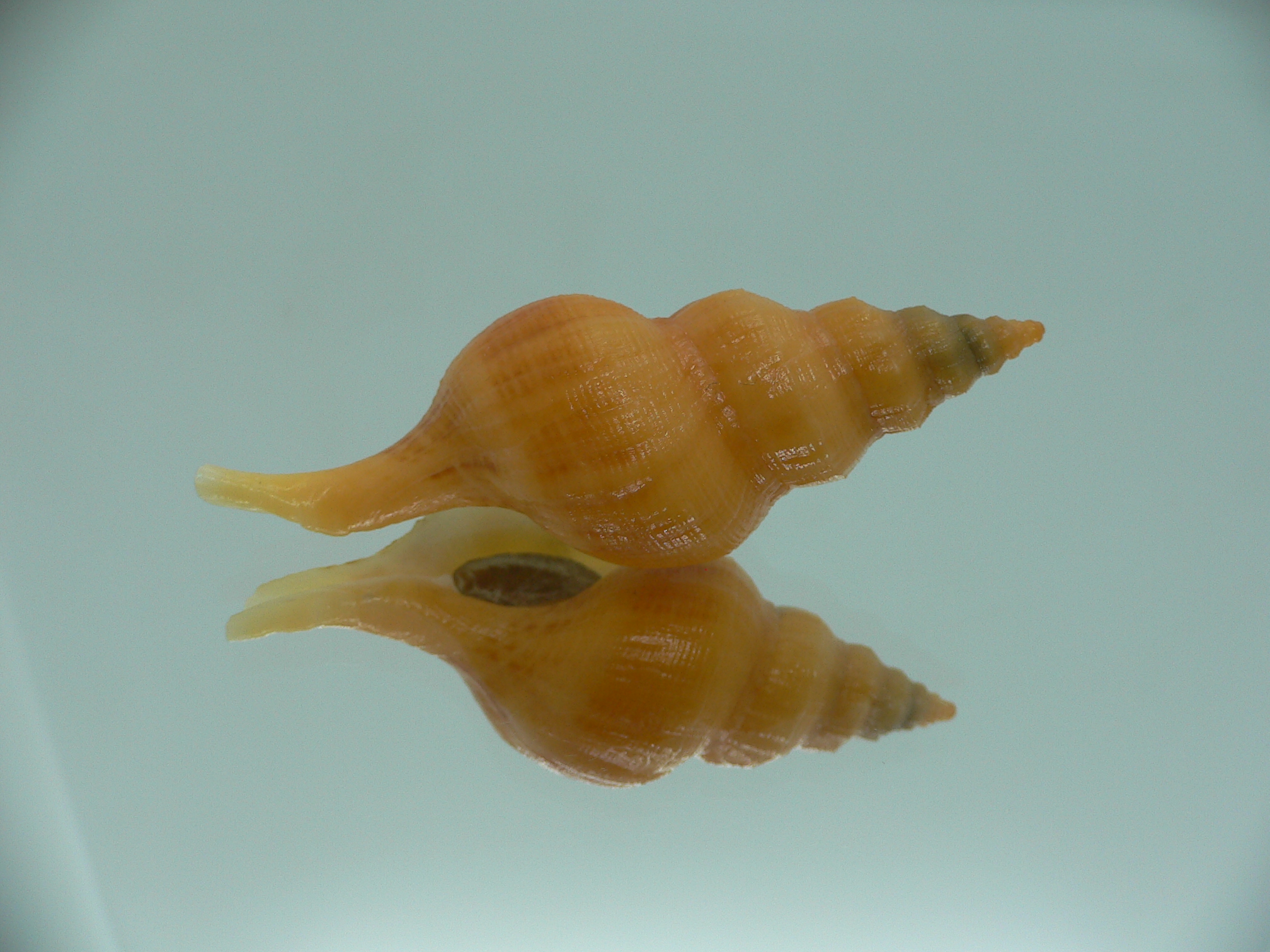 Siphonofusus lubricus ORANGE