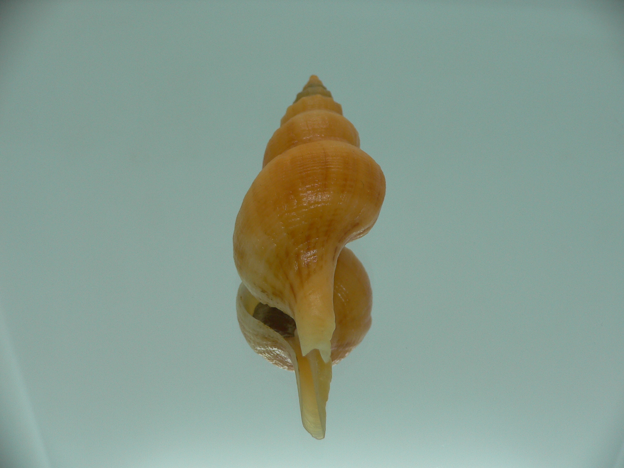 Siphonofusus lubricus ORANGE