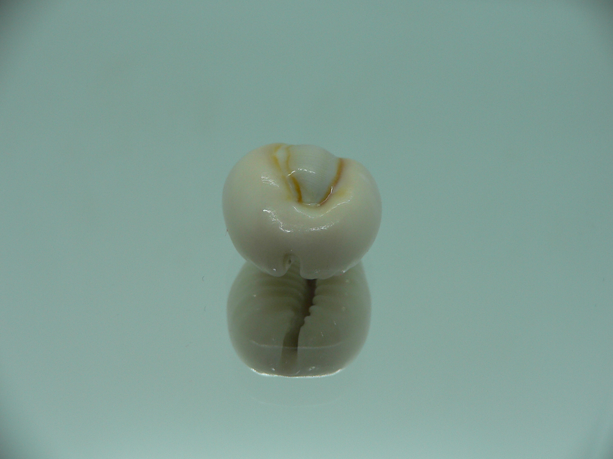 Cypraea obvelata perrieri (var.) BIG & WIDE