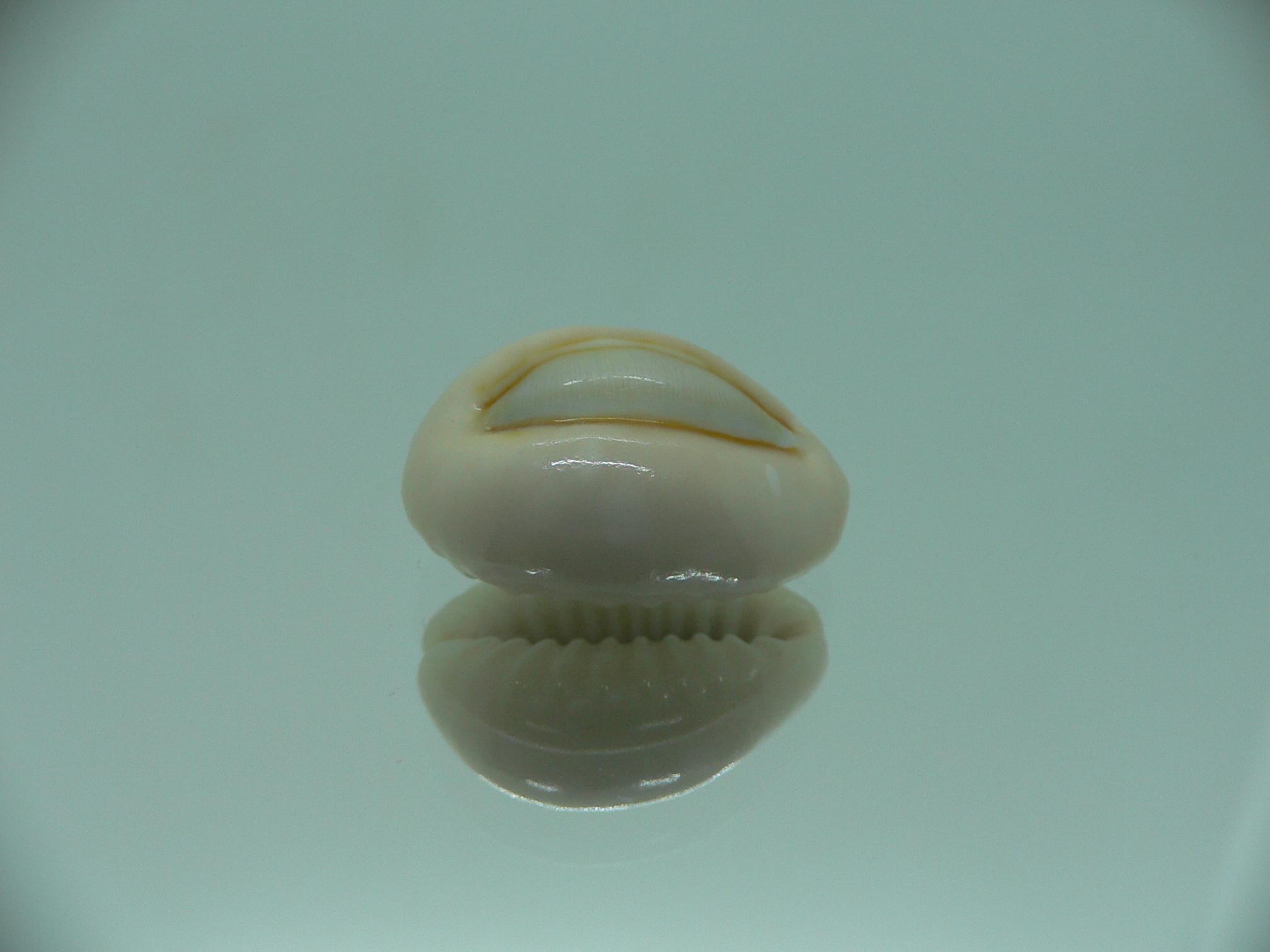 Cypraea obvelata perrieri (var.) BIG & WIDE