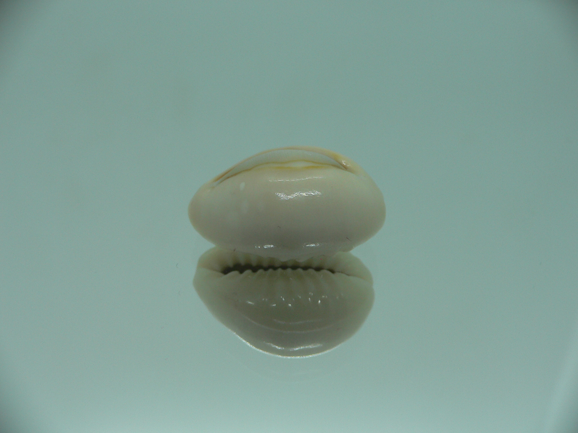 Cypraea obvelata perrieri (var.) BIG & WIDE