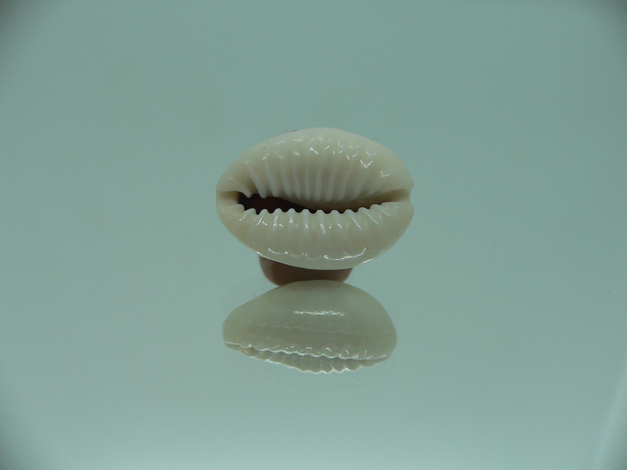 Cypraea obvelata perrieri (var.) BIG & WIDE