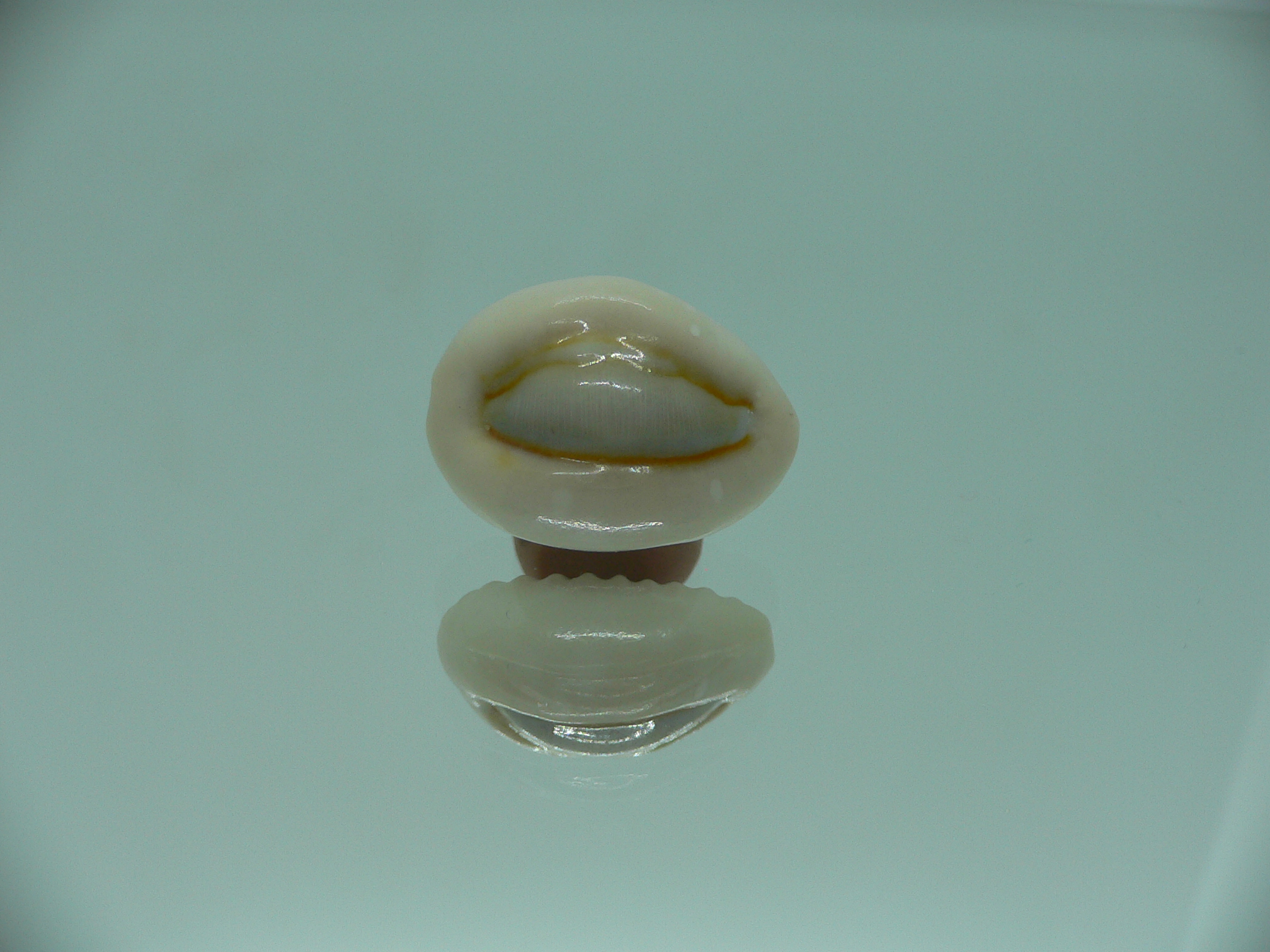 Cypraea obvelata perrieri (var.) BIG & WIDE