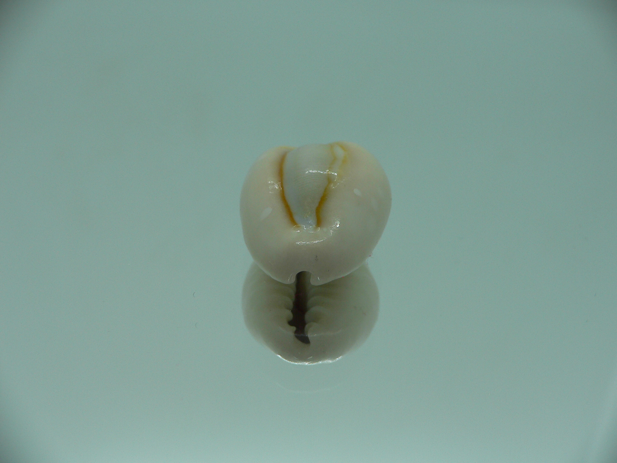 Cypraea obvelata perrieri (var.) BIG & WIDE