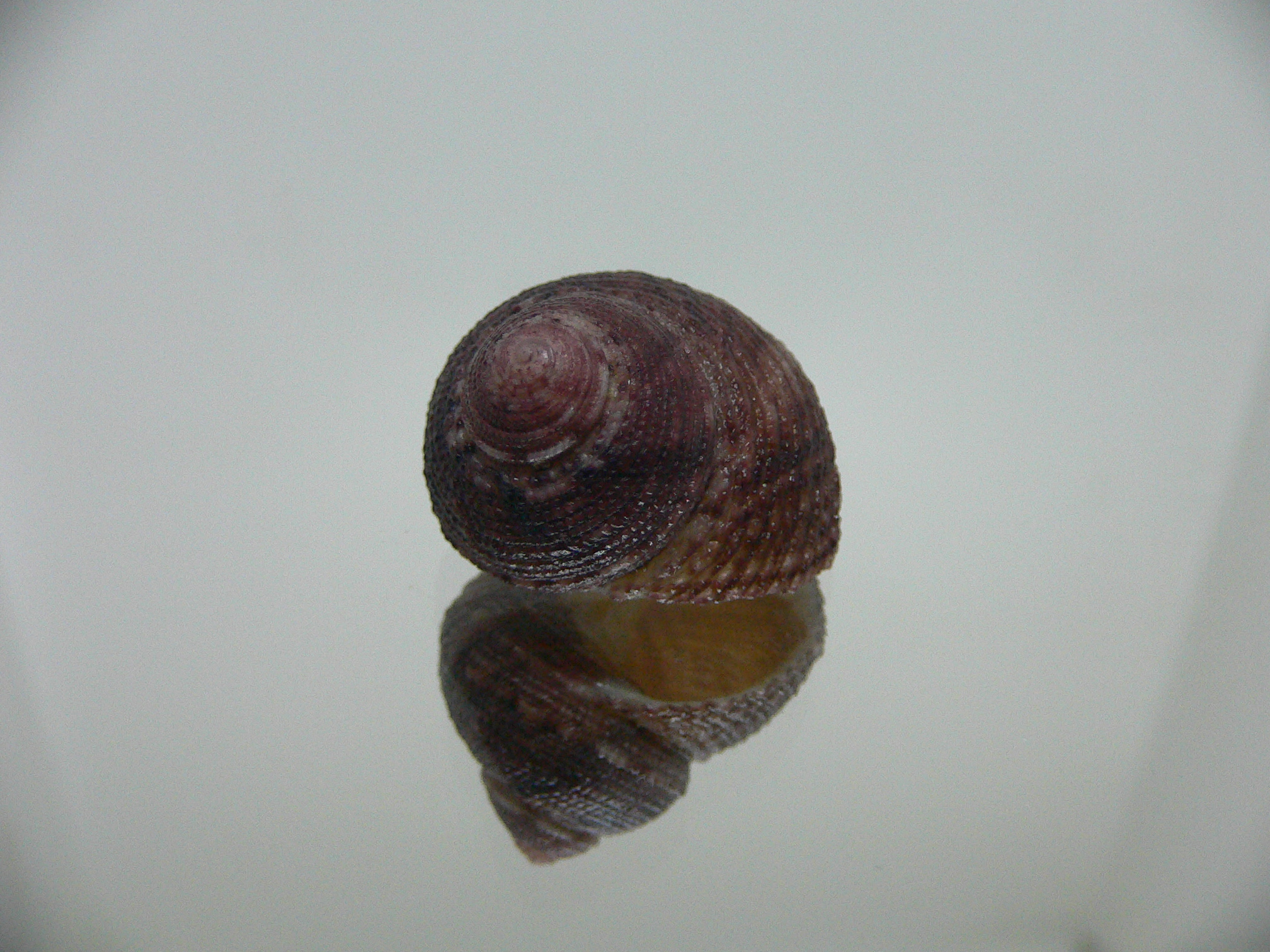 Clanculus SP.