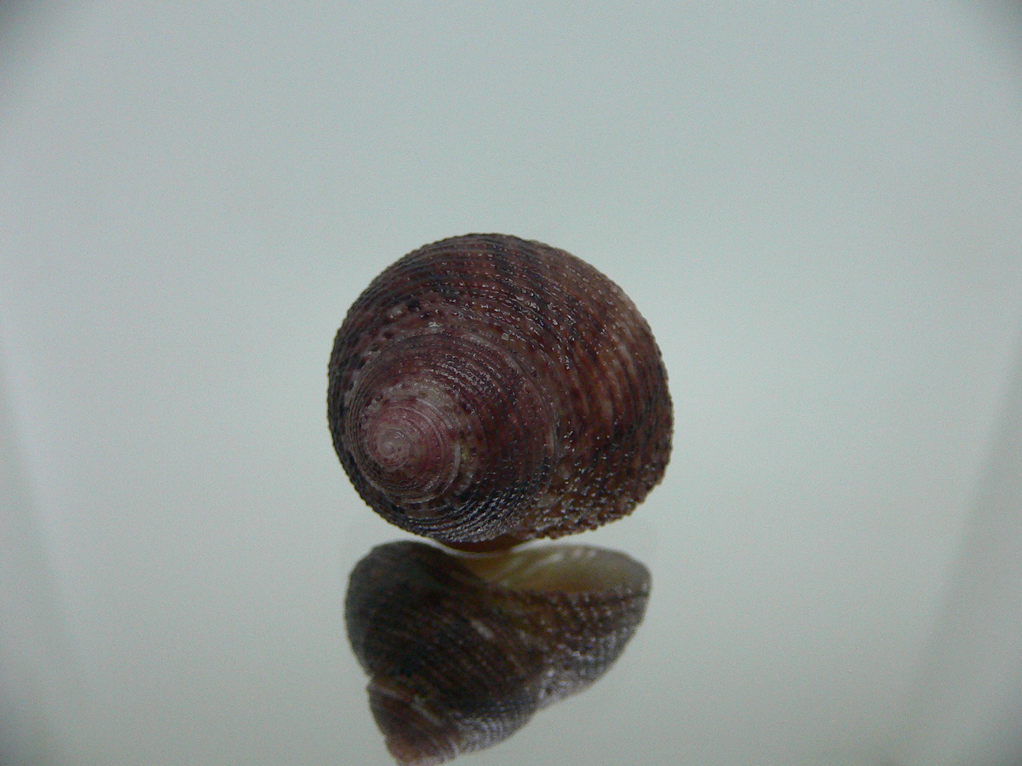 Clanculus SP.