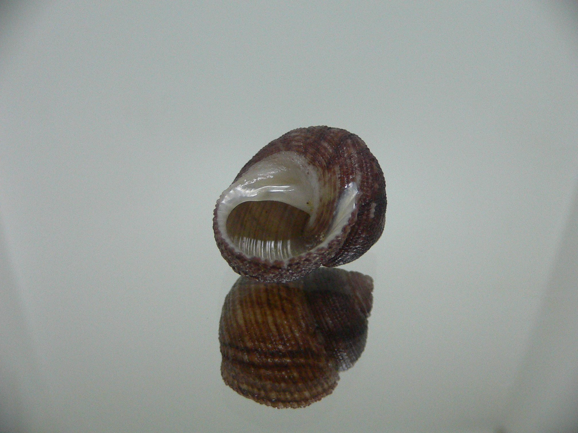 Clanculus SP.