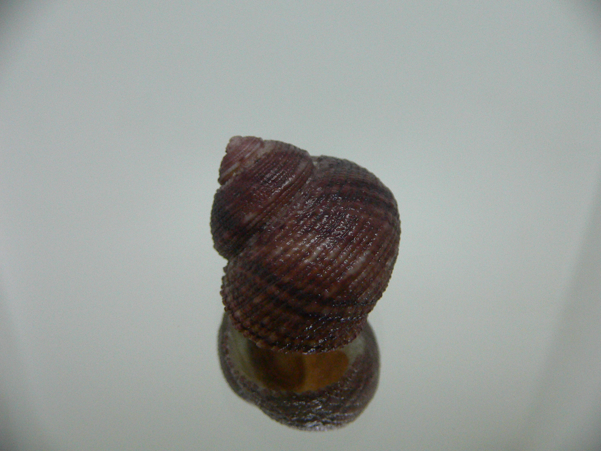 Clanculus SP.