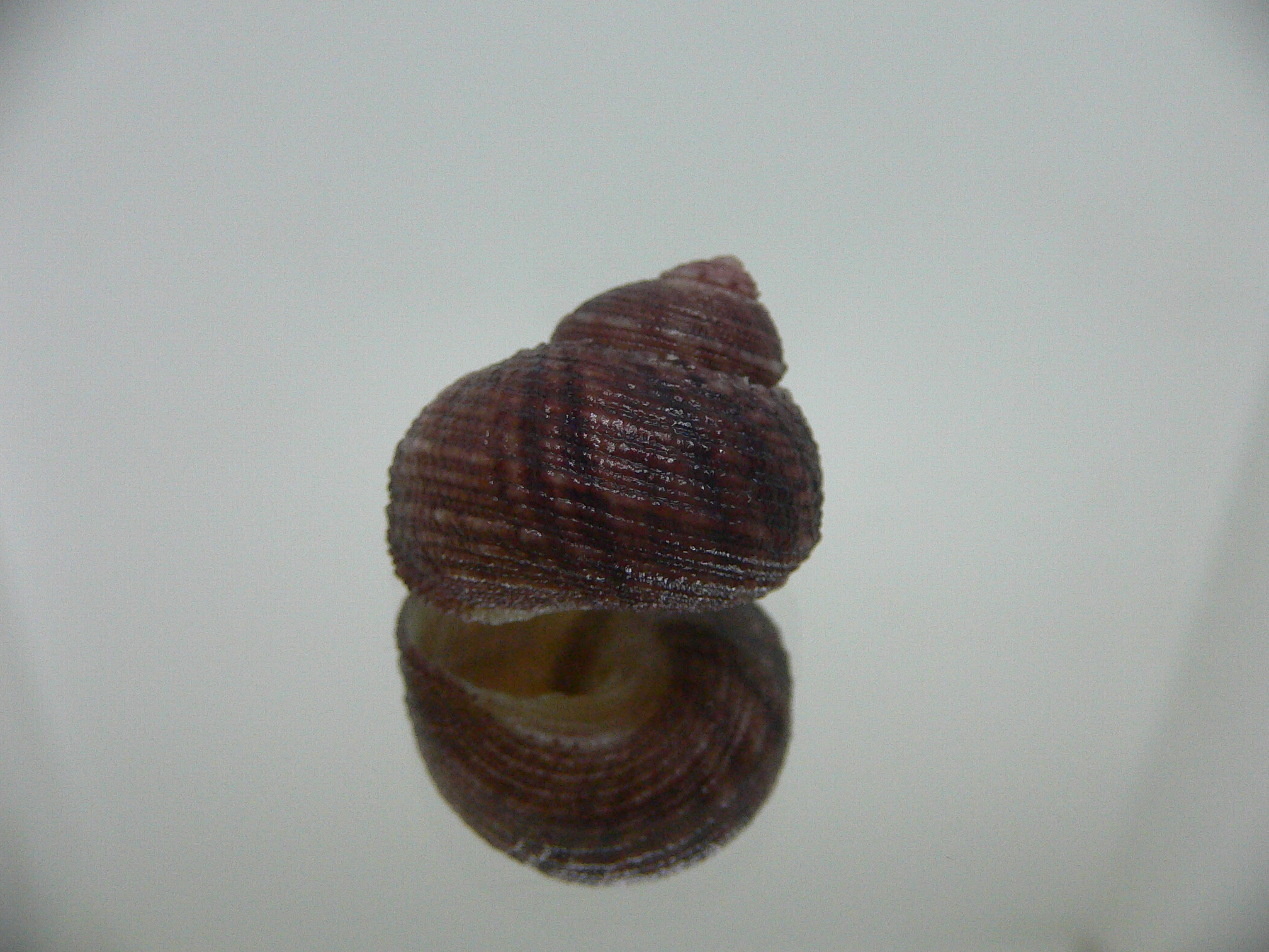 Clanculus SP.