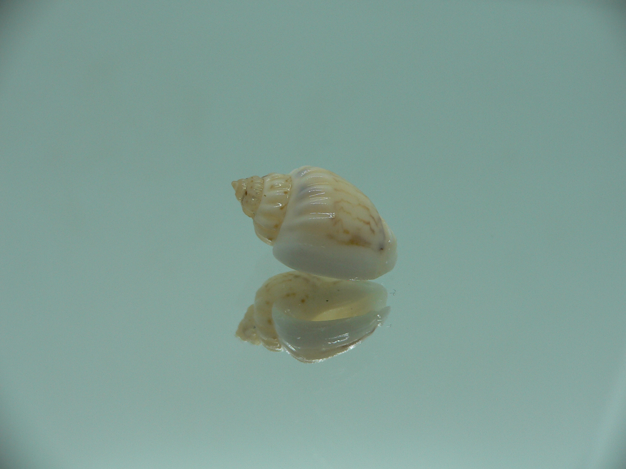 Nassodonta dorri (Oligohalinophila dorri) BIG & COLOR