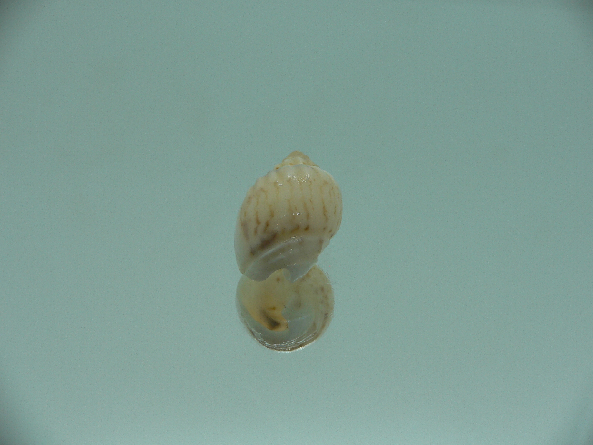 Nassodonta dorri (Oligohalinophila dorri) BIG & COLOR