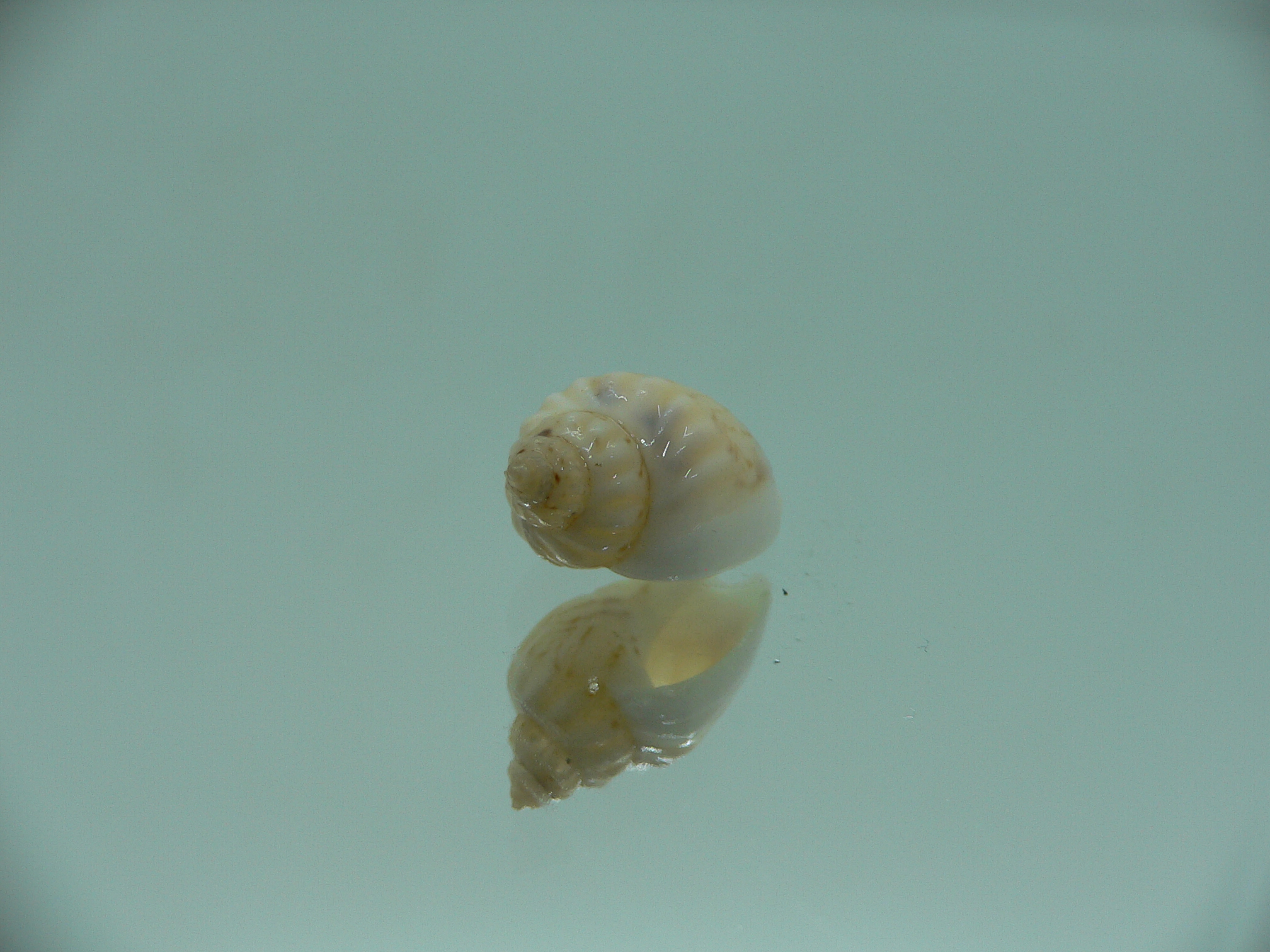 Nassodonta dorri (Oligohalinophila dorri) BIG & COLOR