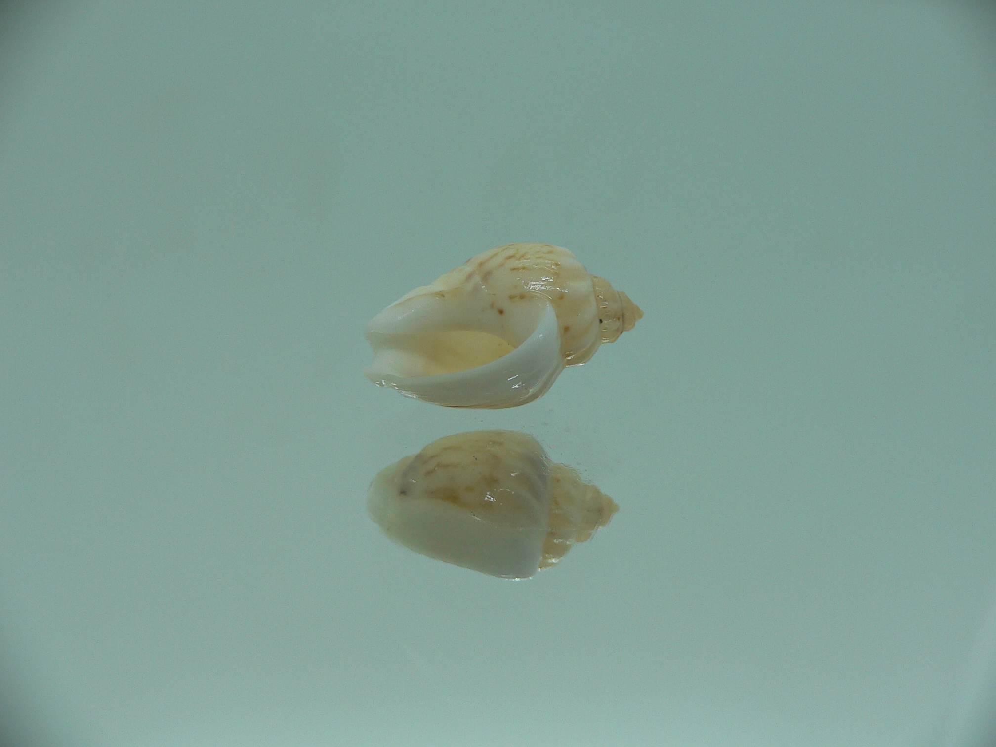 Nassodonta dorri (Oligohalinophila dorri) BIG & COLOR