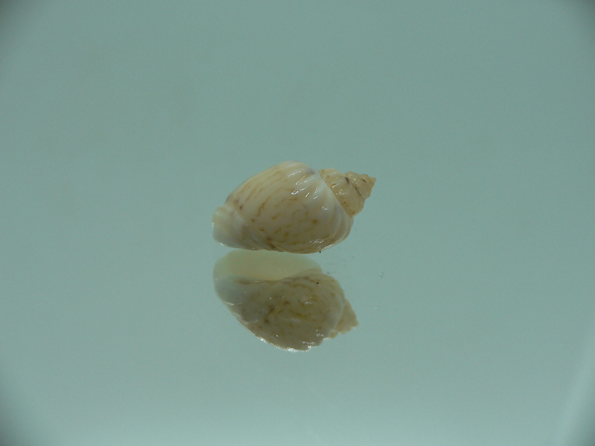 Nassodonta dorri (Oligohalinophila dorri) BIG & COLOR